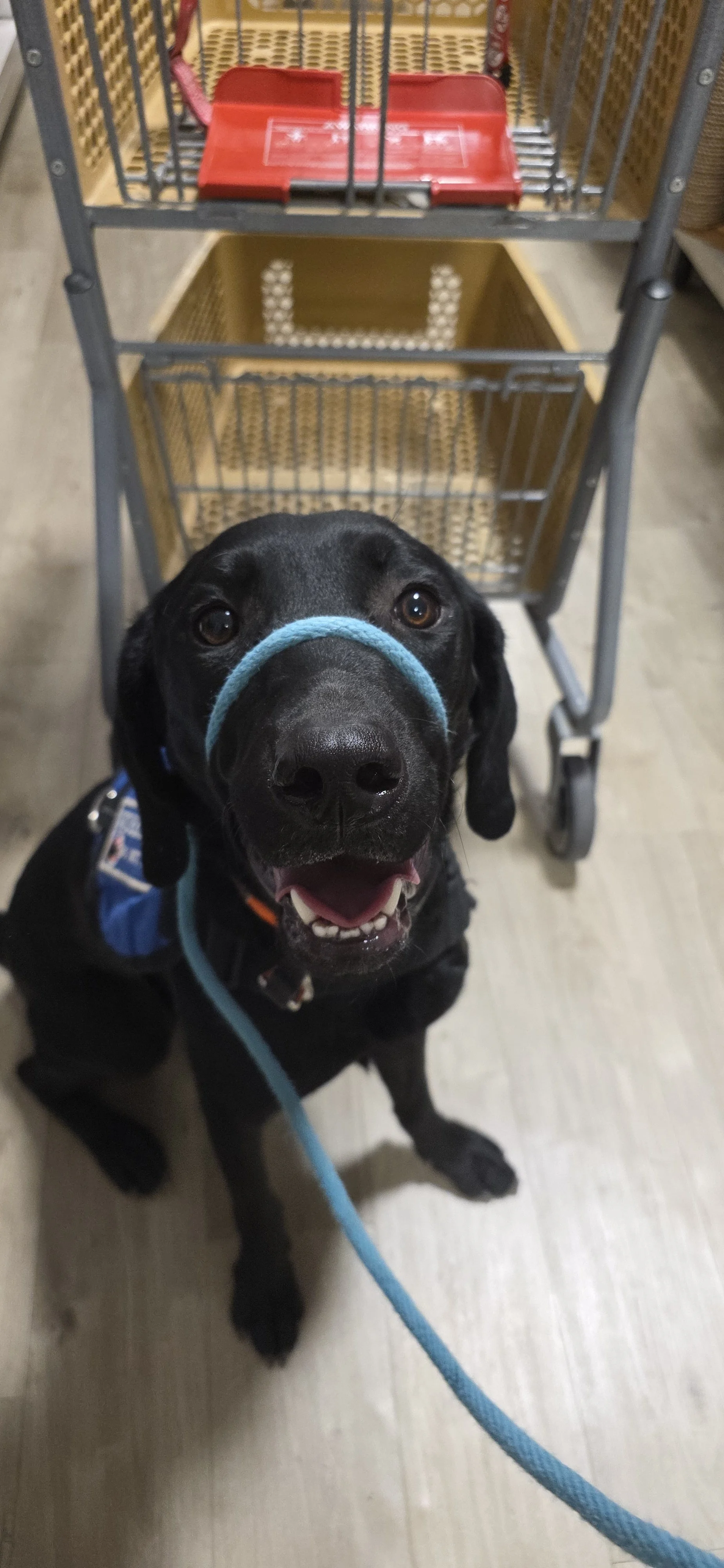 Bronx - M Labrador