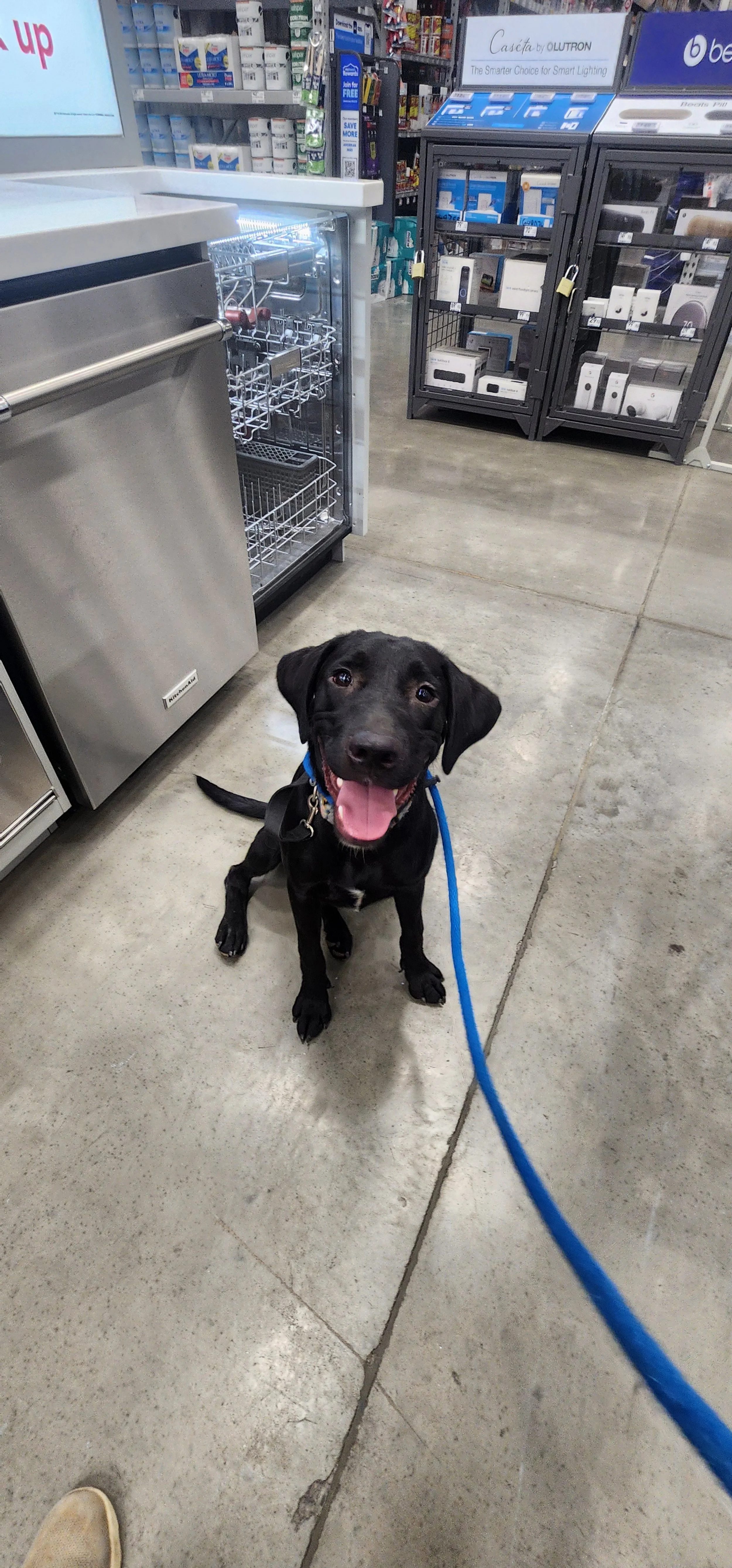 Austin - M Labrador