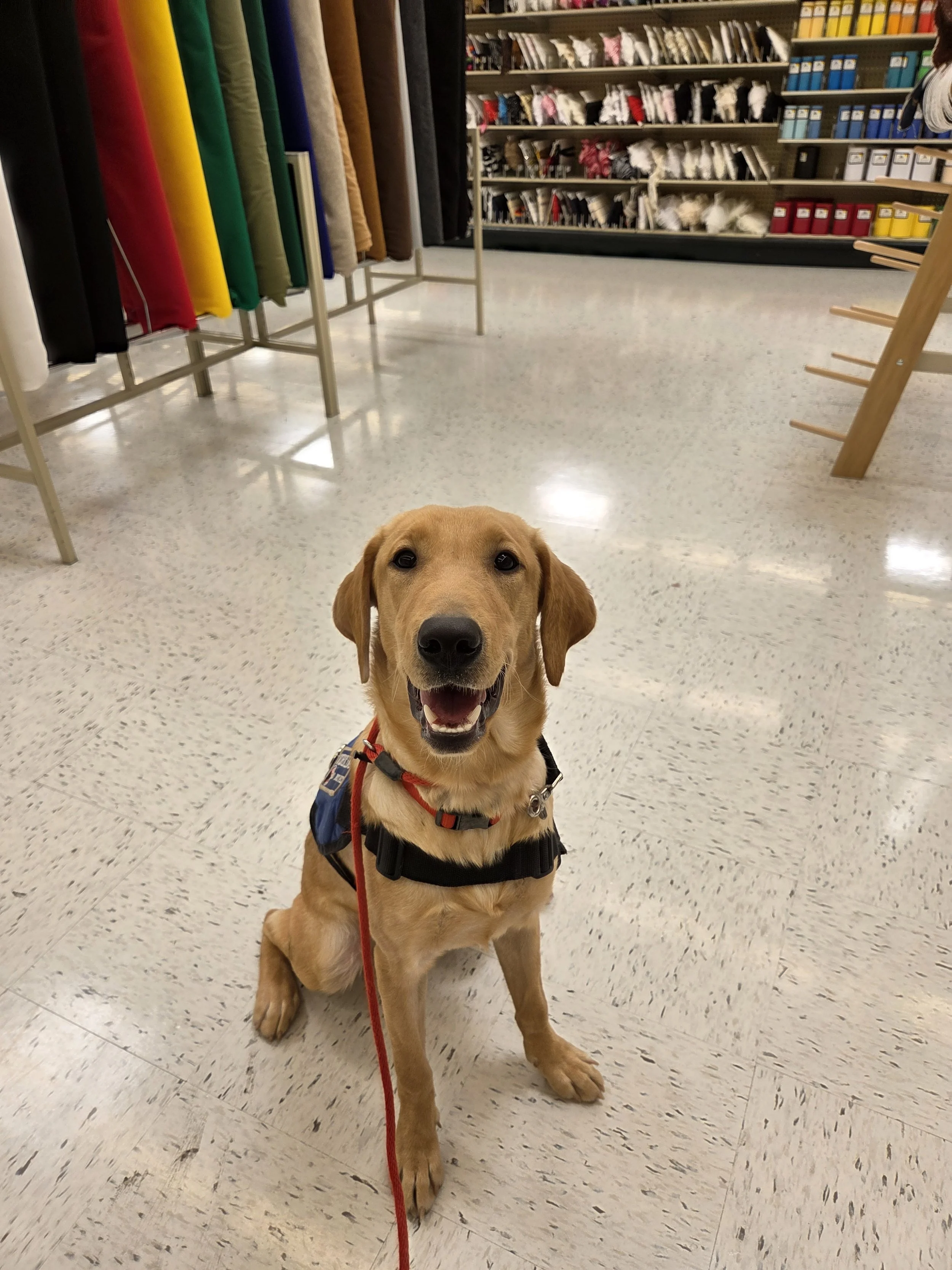 Buddy - Male Labrador