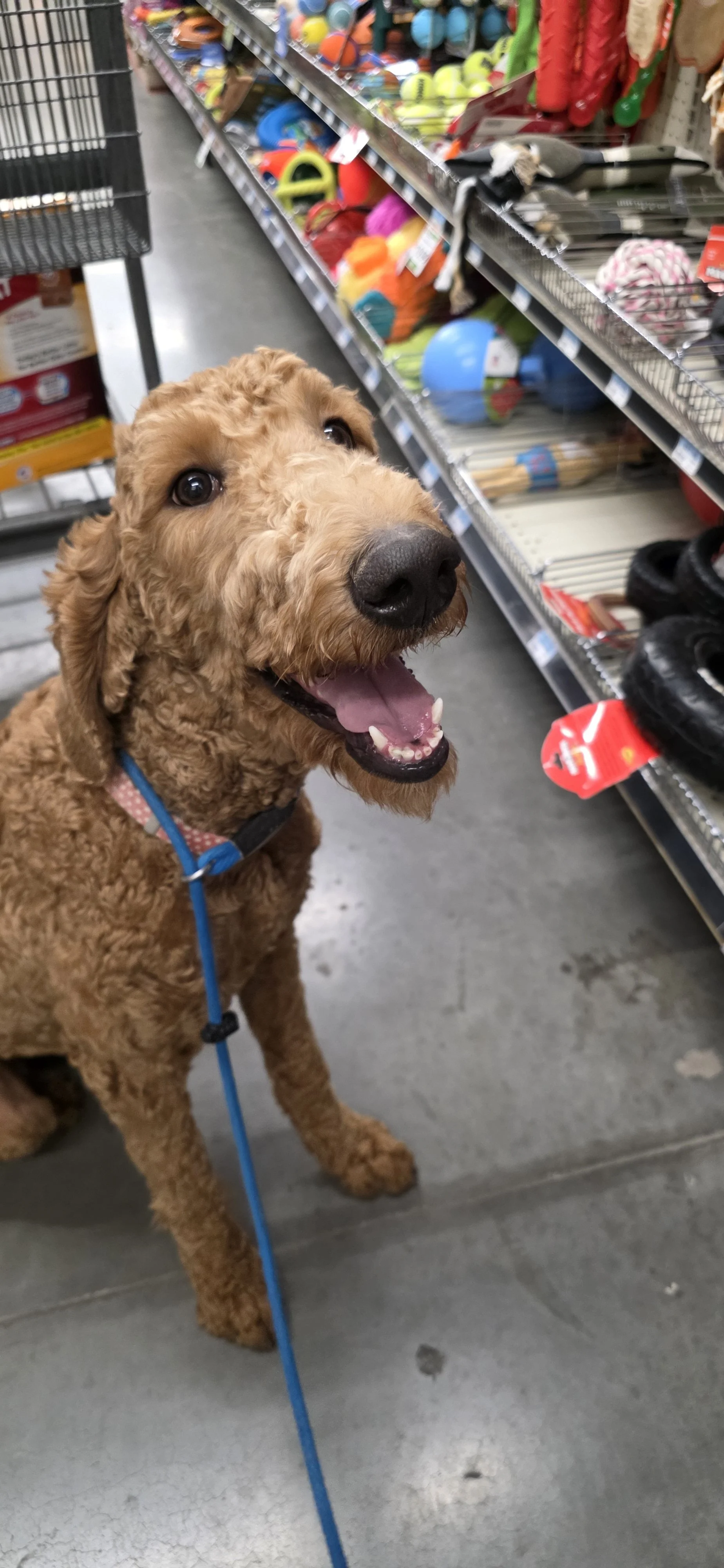 Brandy - F Goldendoodle