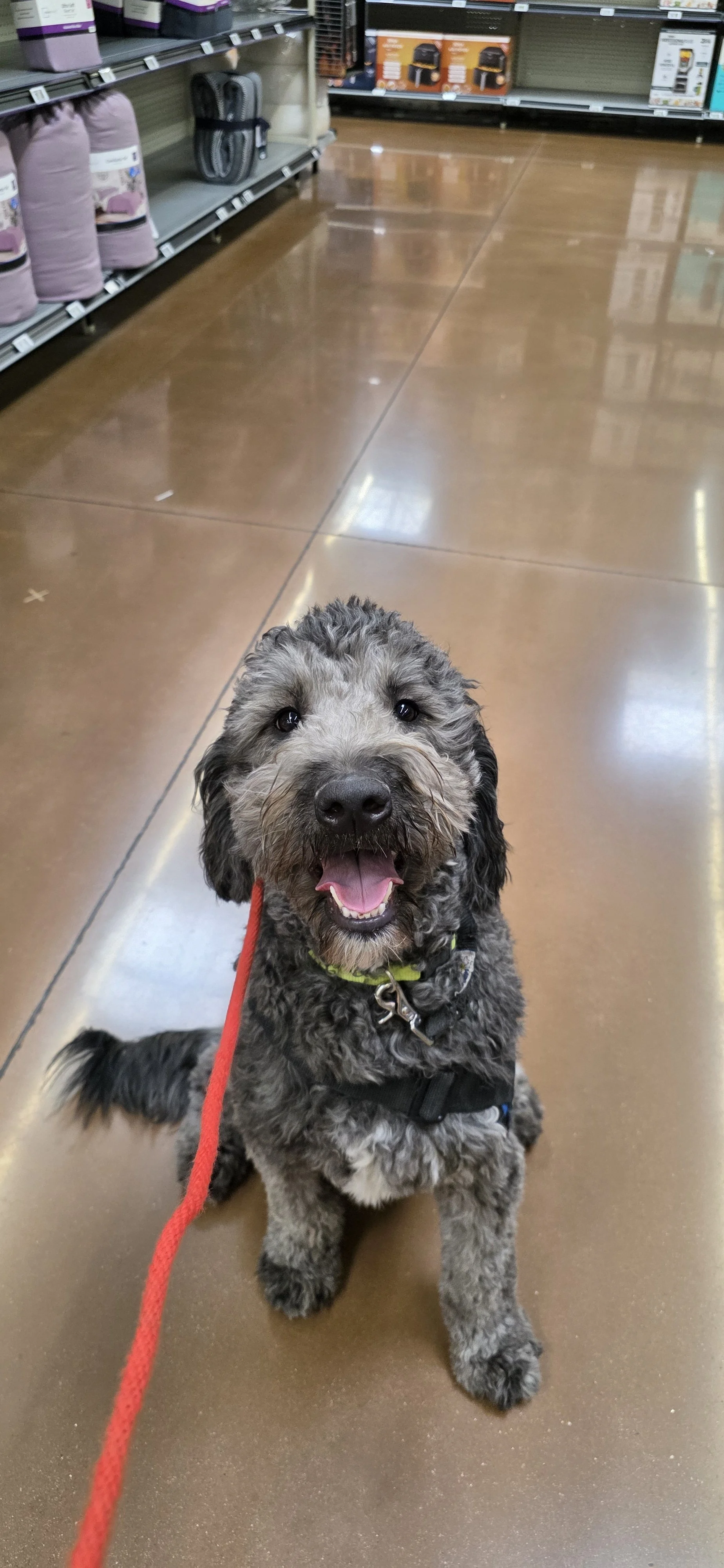 June F Goldendoodle 