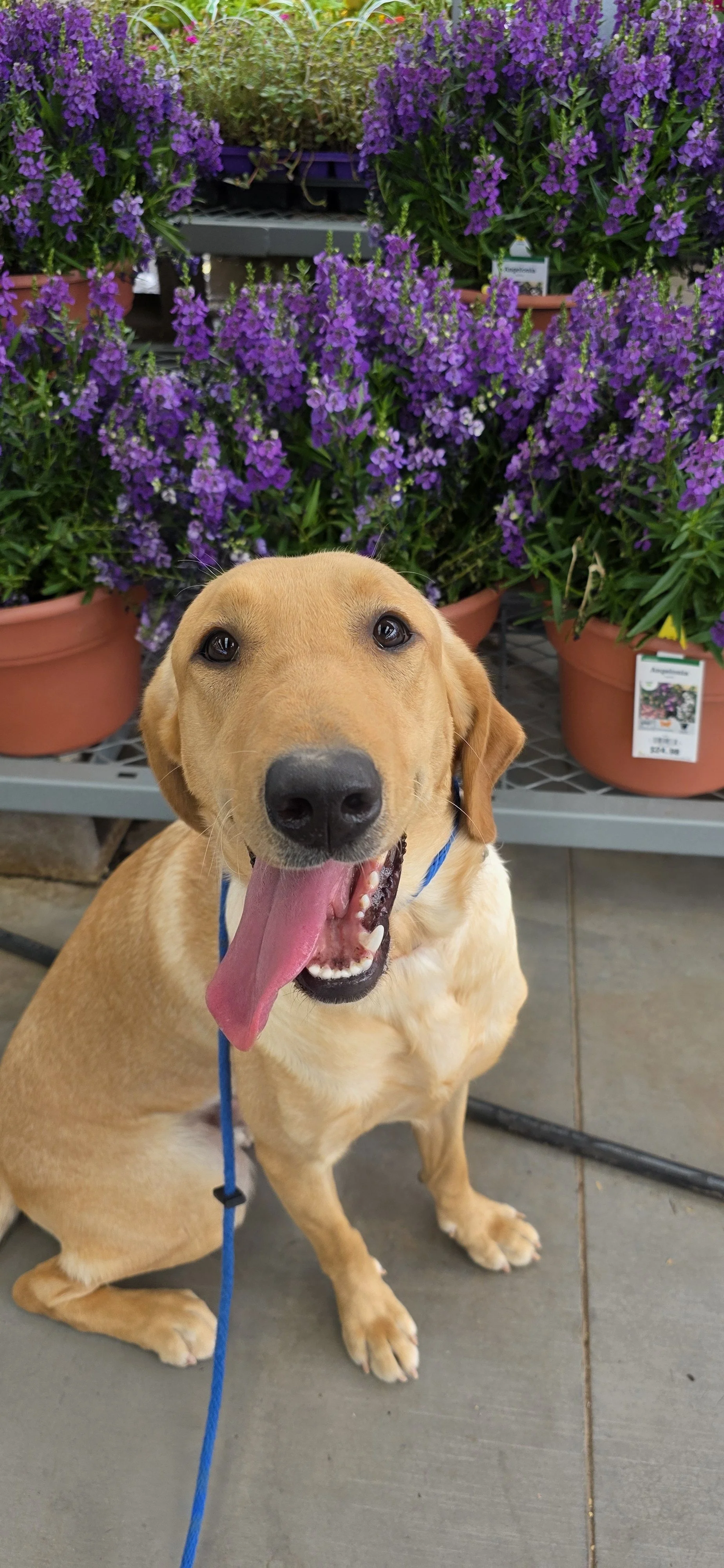 Buddy - Male Labrador
