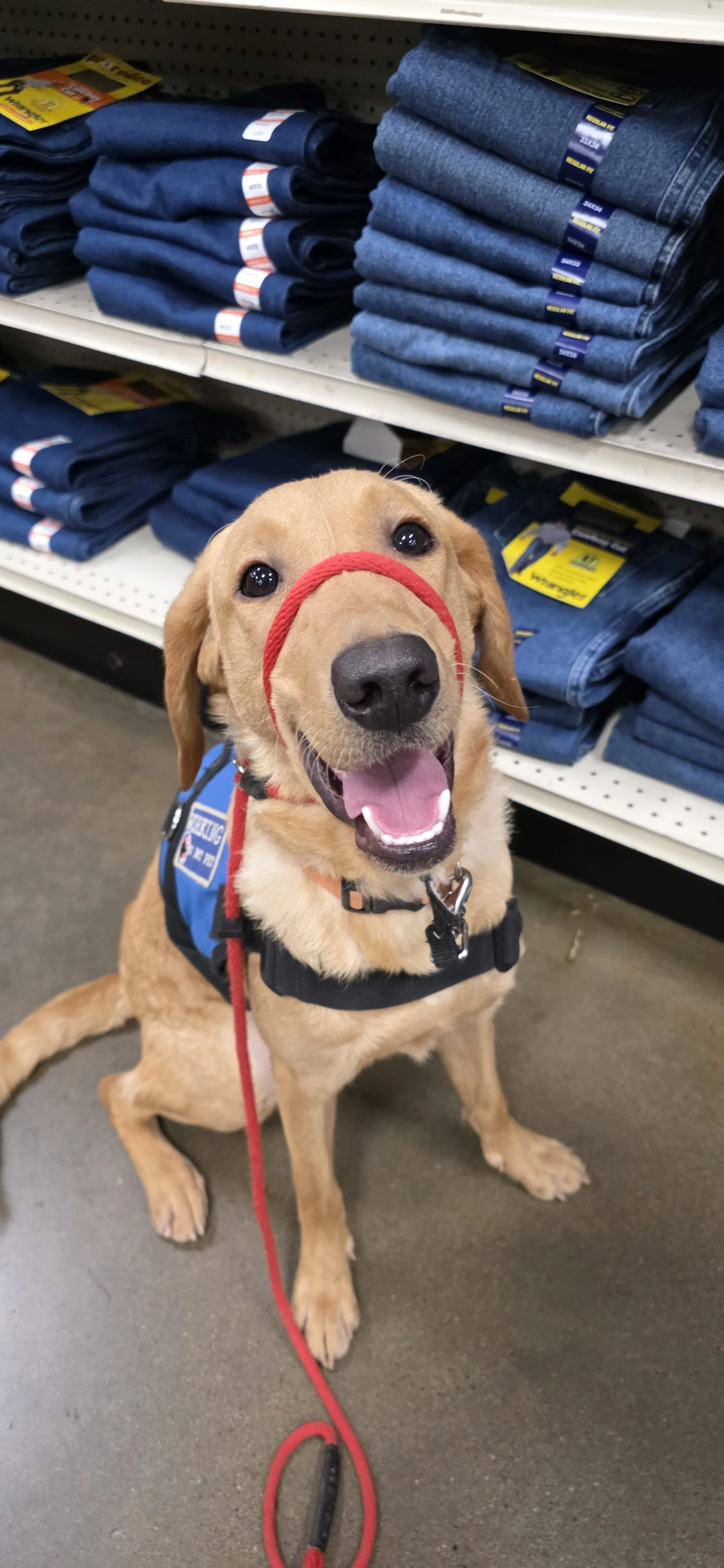 Joe-  Male Labrador