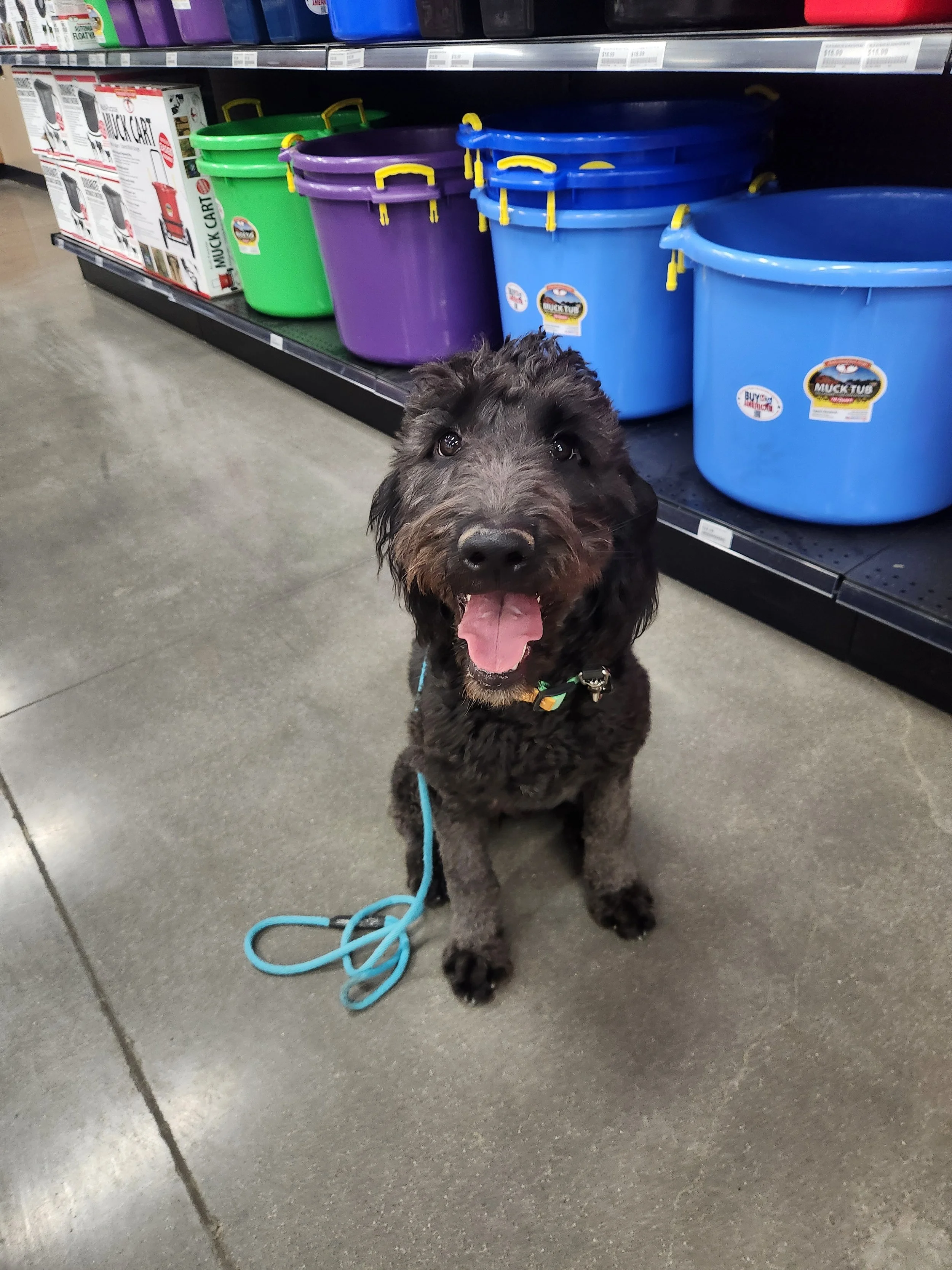 May - Female Goldendoodle