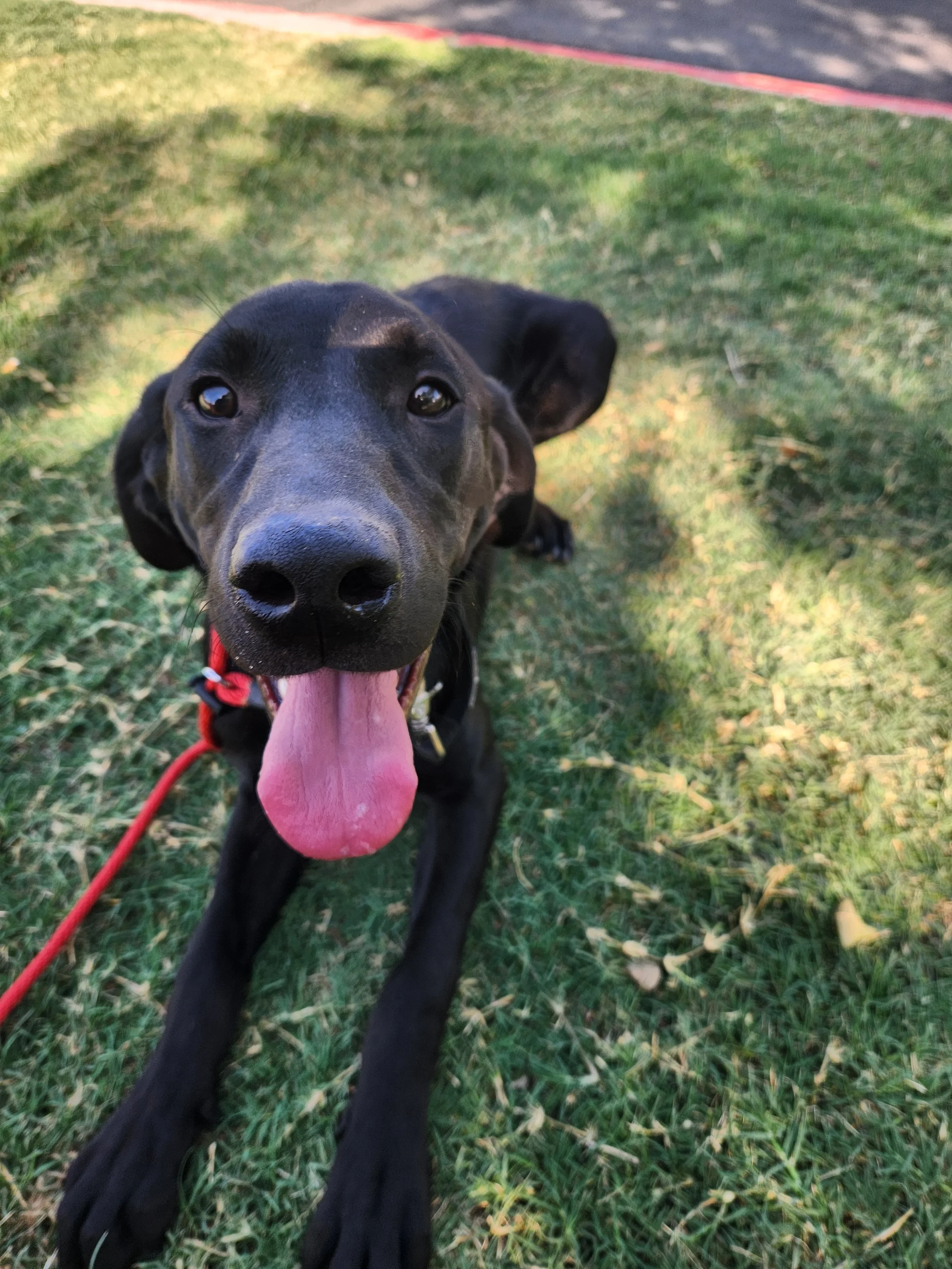 Radar - M Labrador