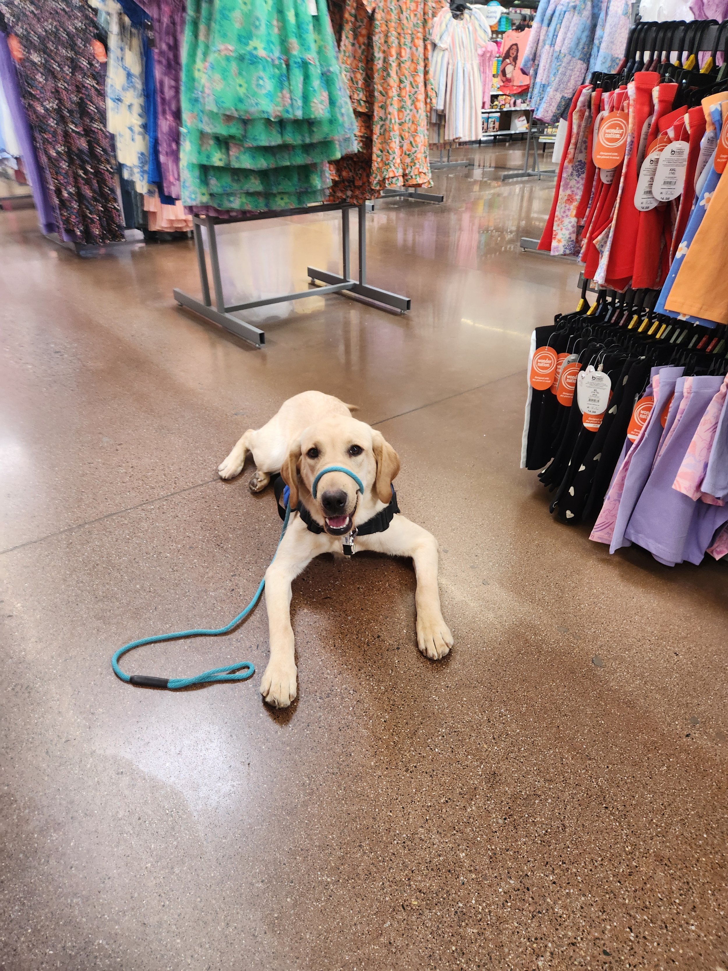 Kev - Labrador