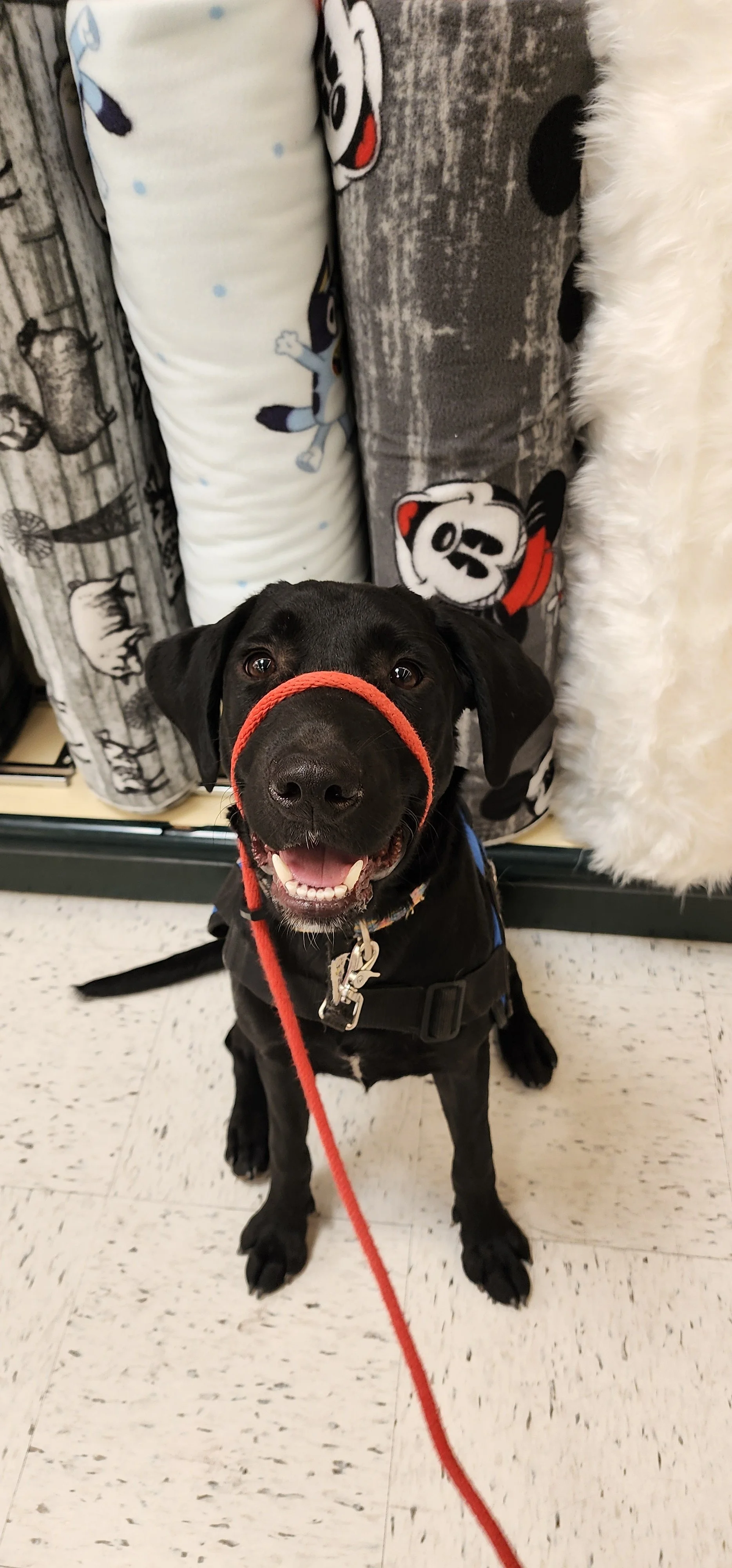Austin - M Labrador
