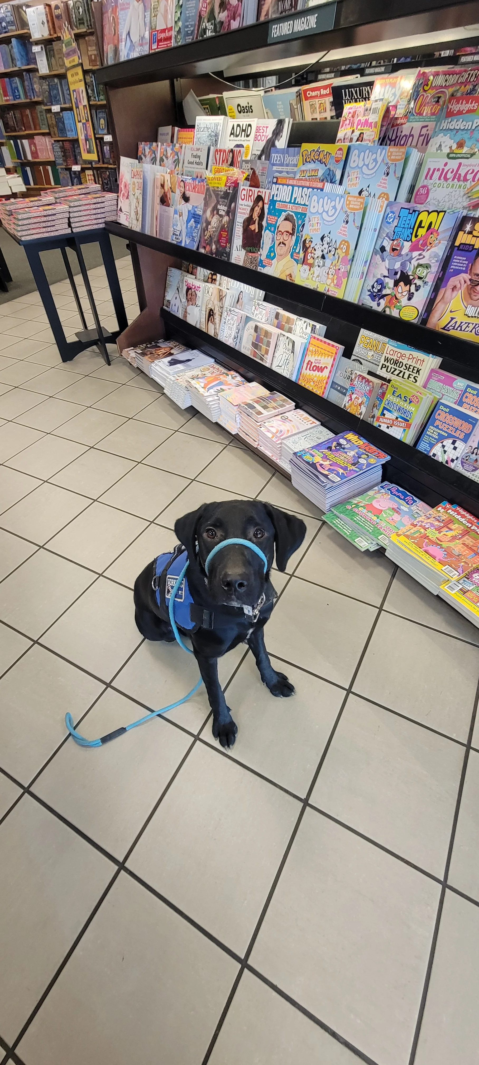 Austin - M Labrador
