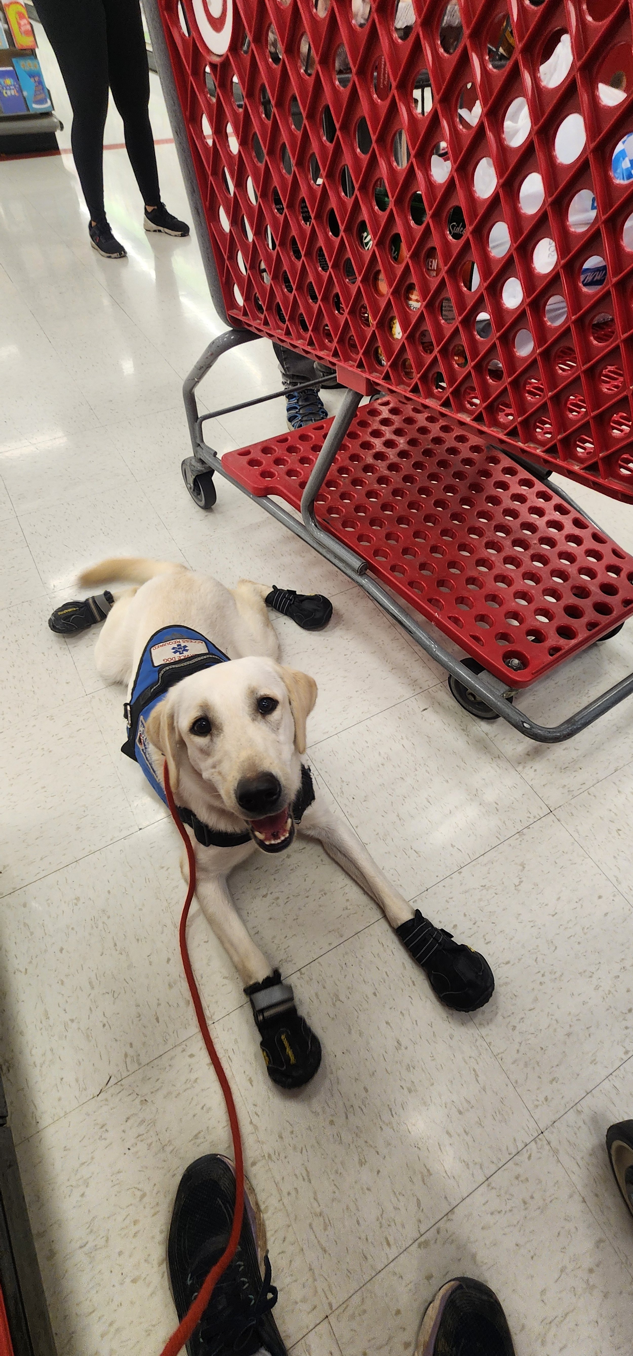 Lily - F Labrador