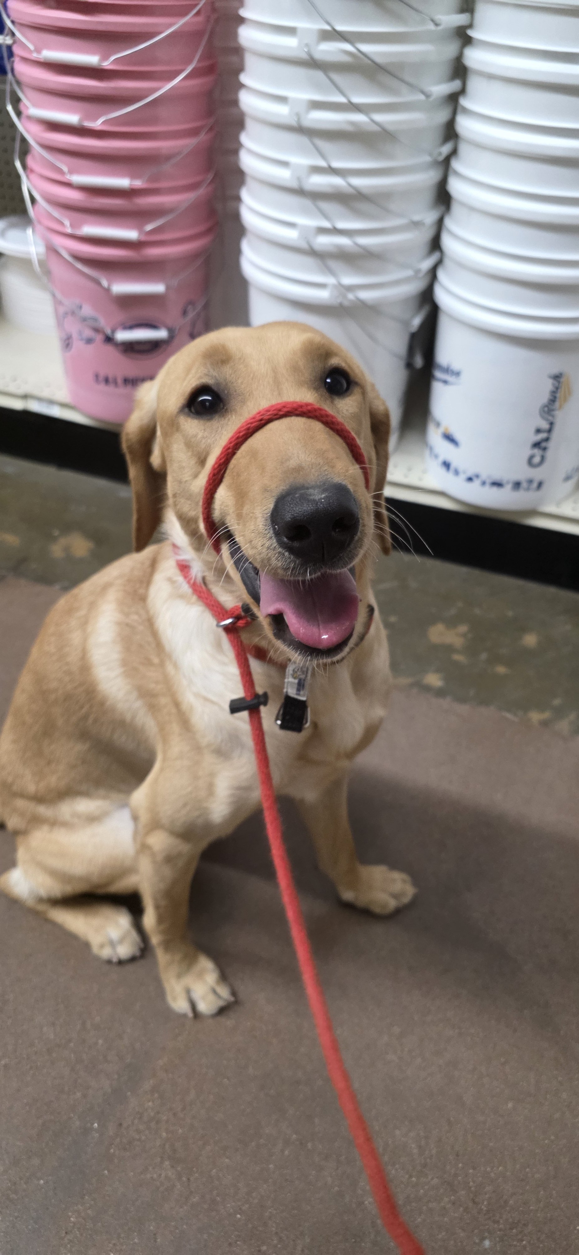 Buddy - Male Labrador