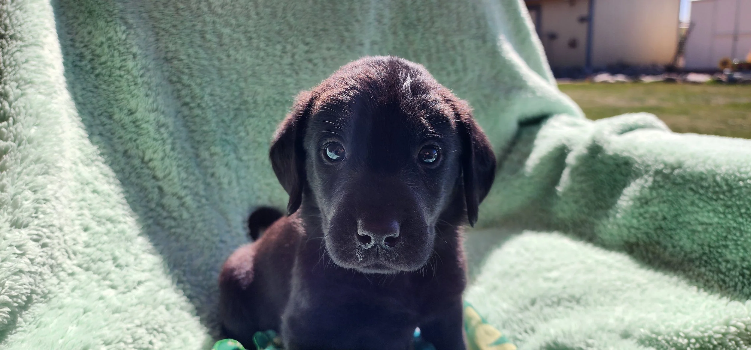 Bronx - M Labrador