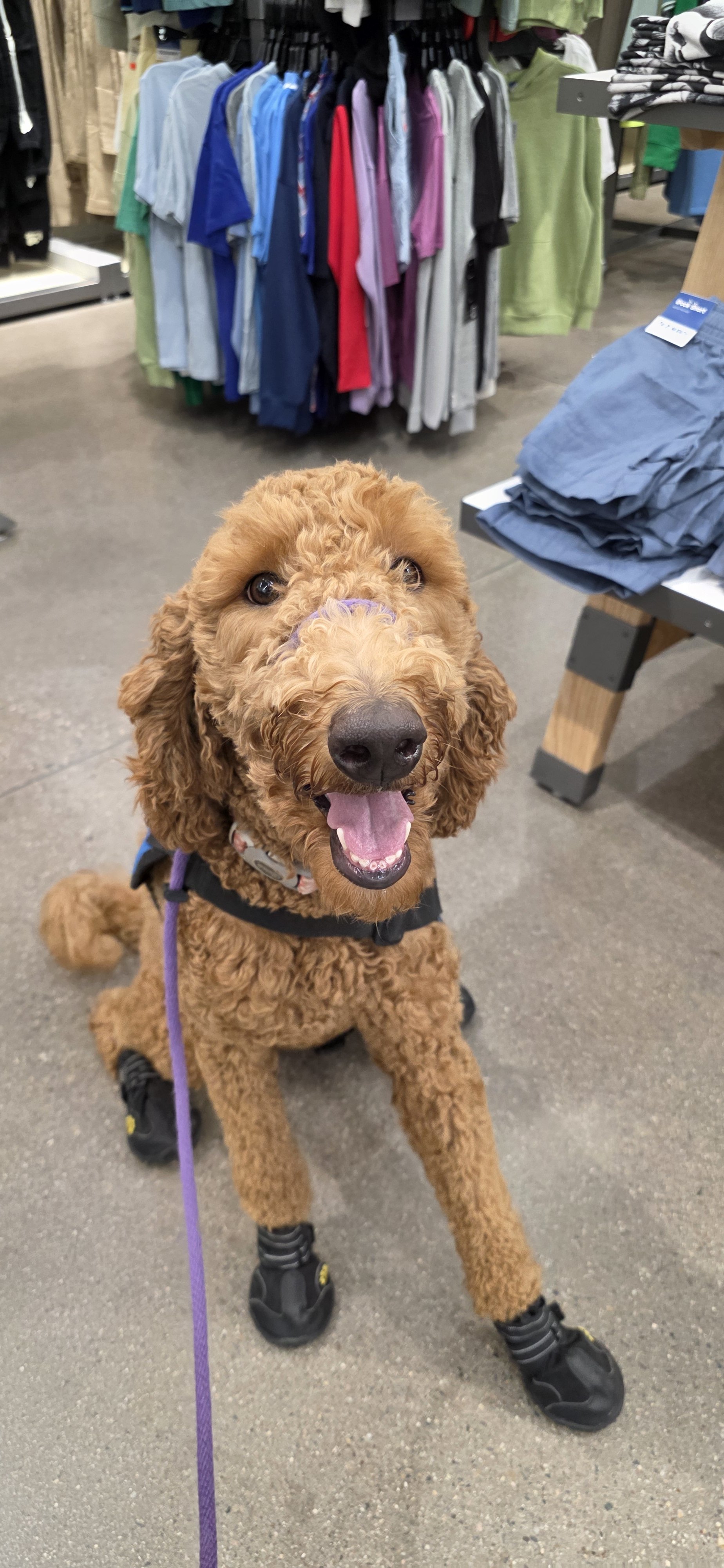 Brandy - F Goldendoodle