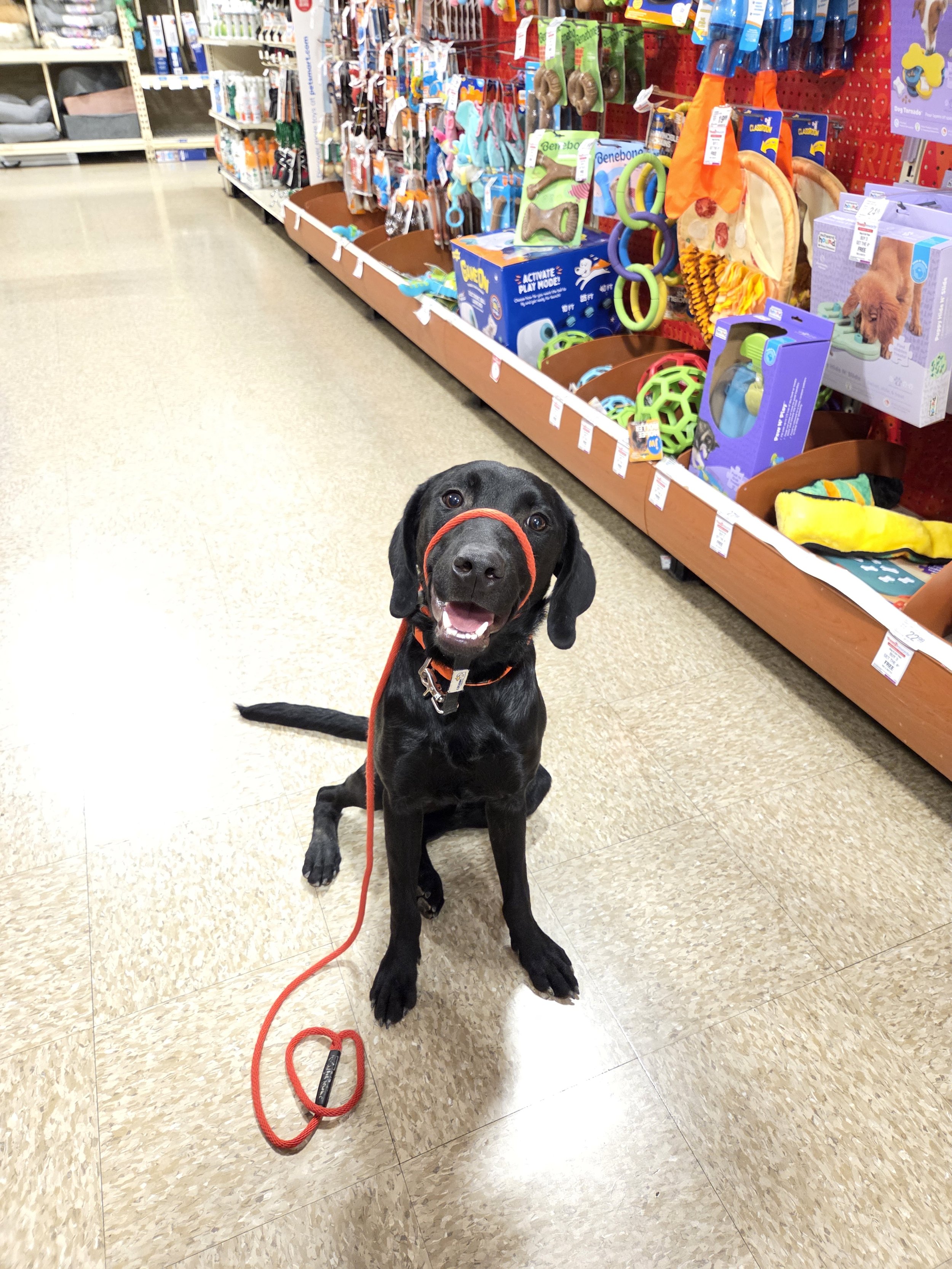 Bronx - M Labrador