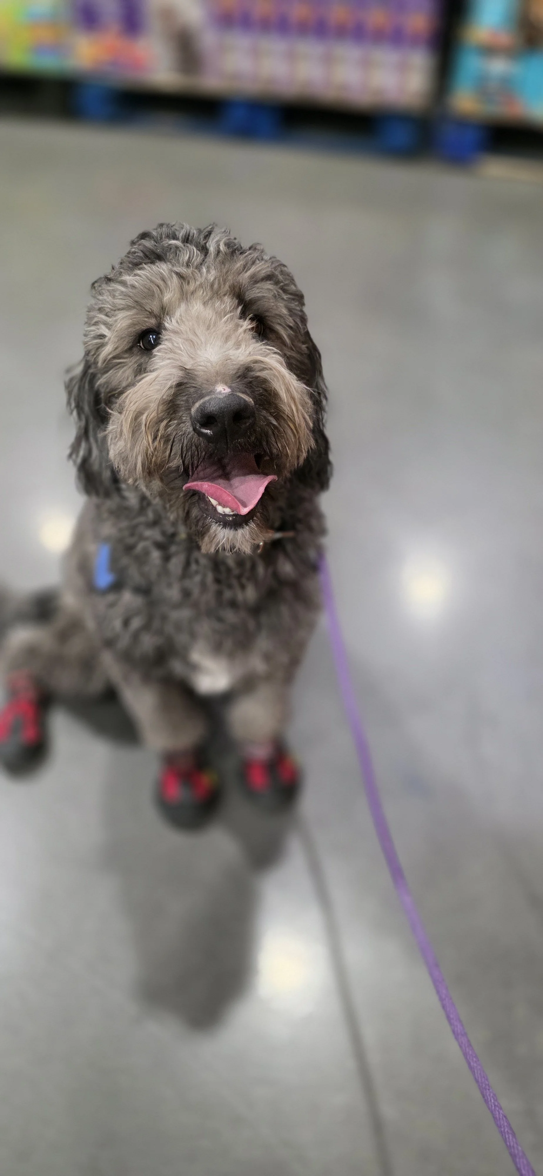 June F Goldendoodle 