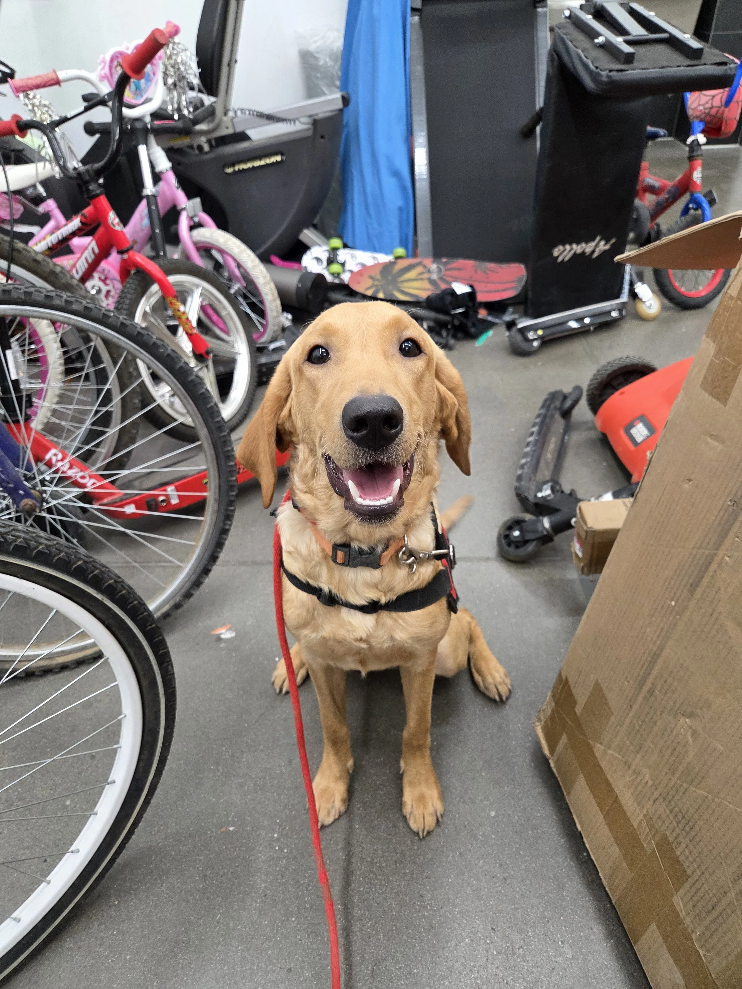 Joe-  Male Labrador