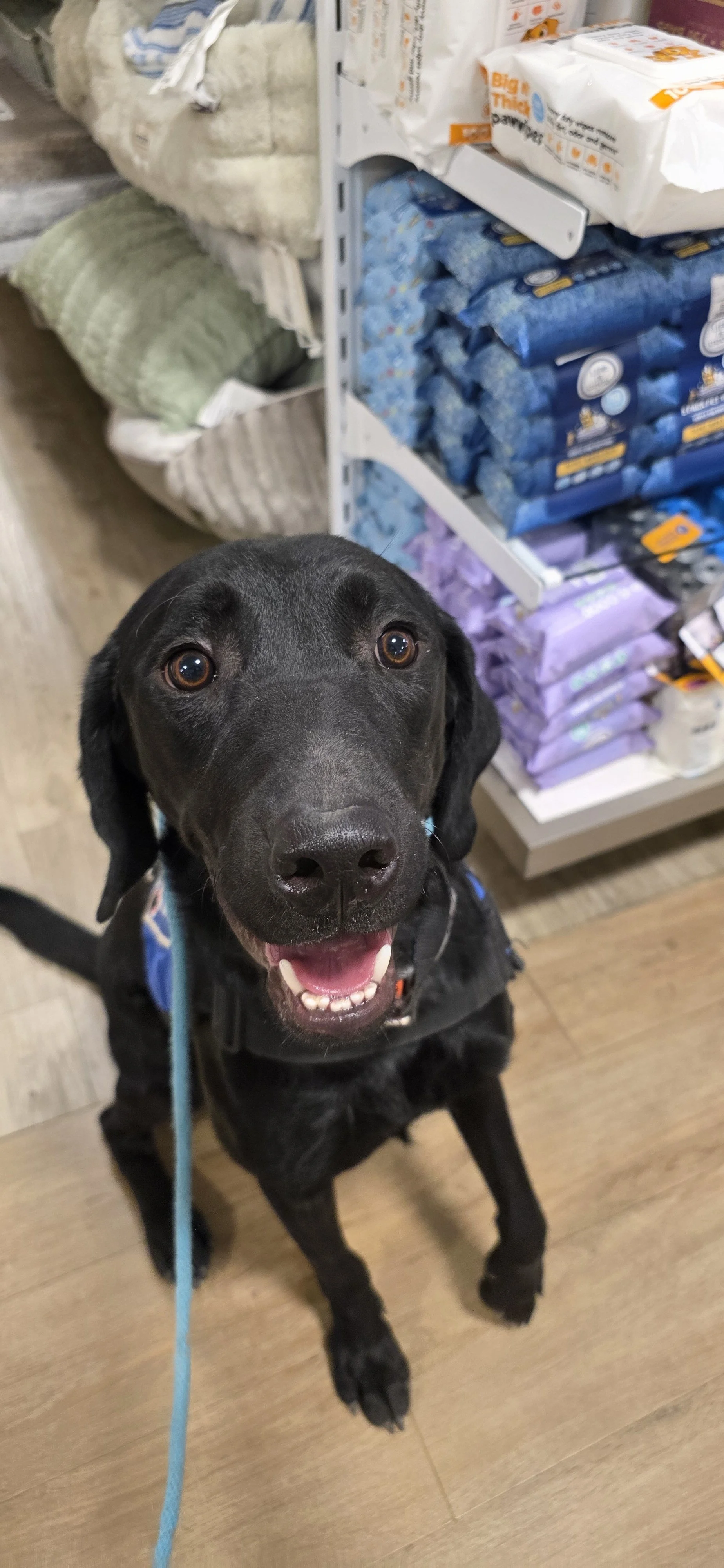 Bronx - M Labrador