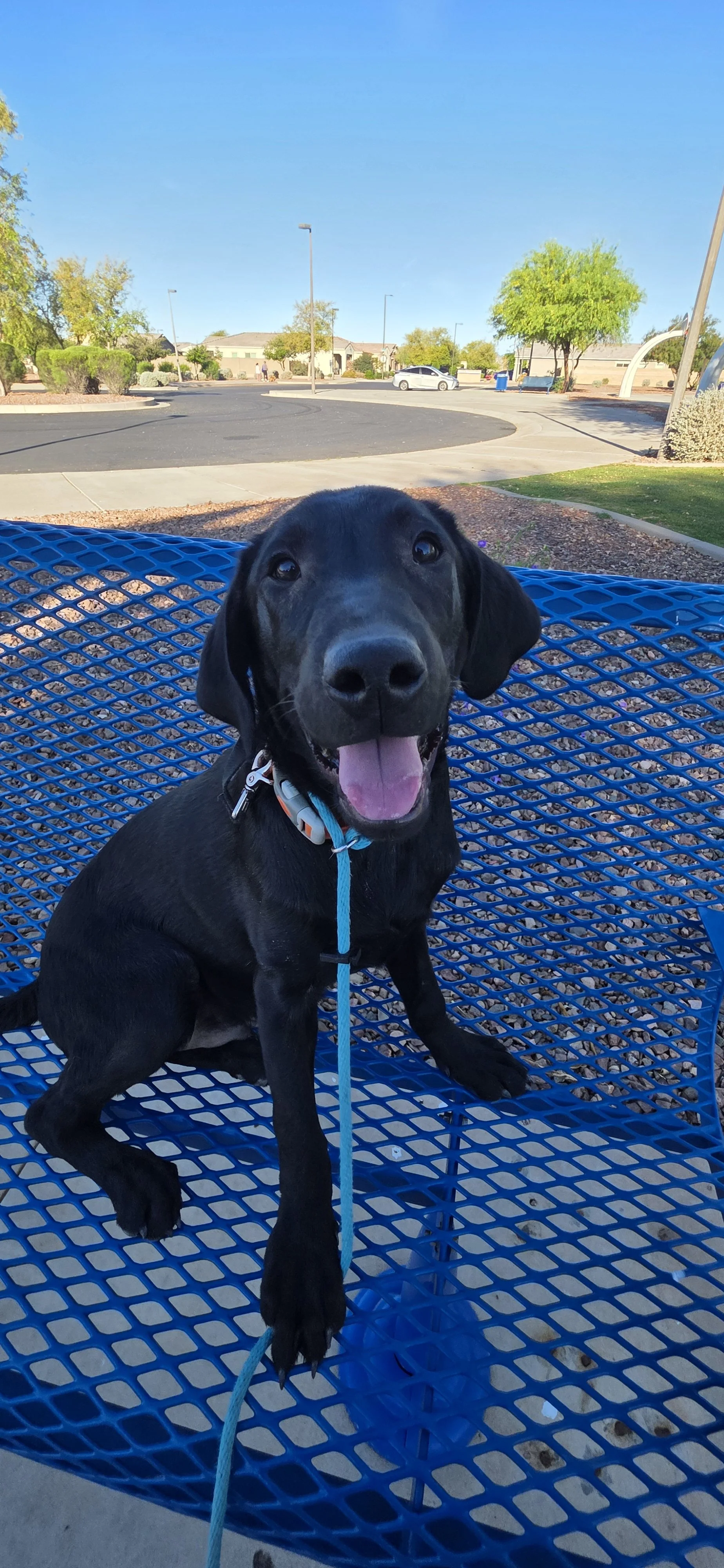 Oakley M Labrador