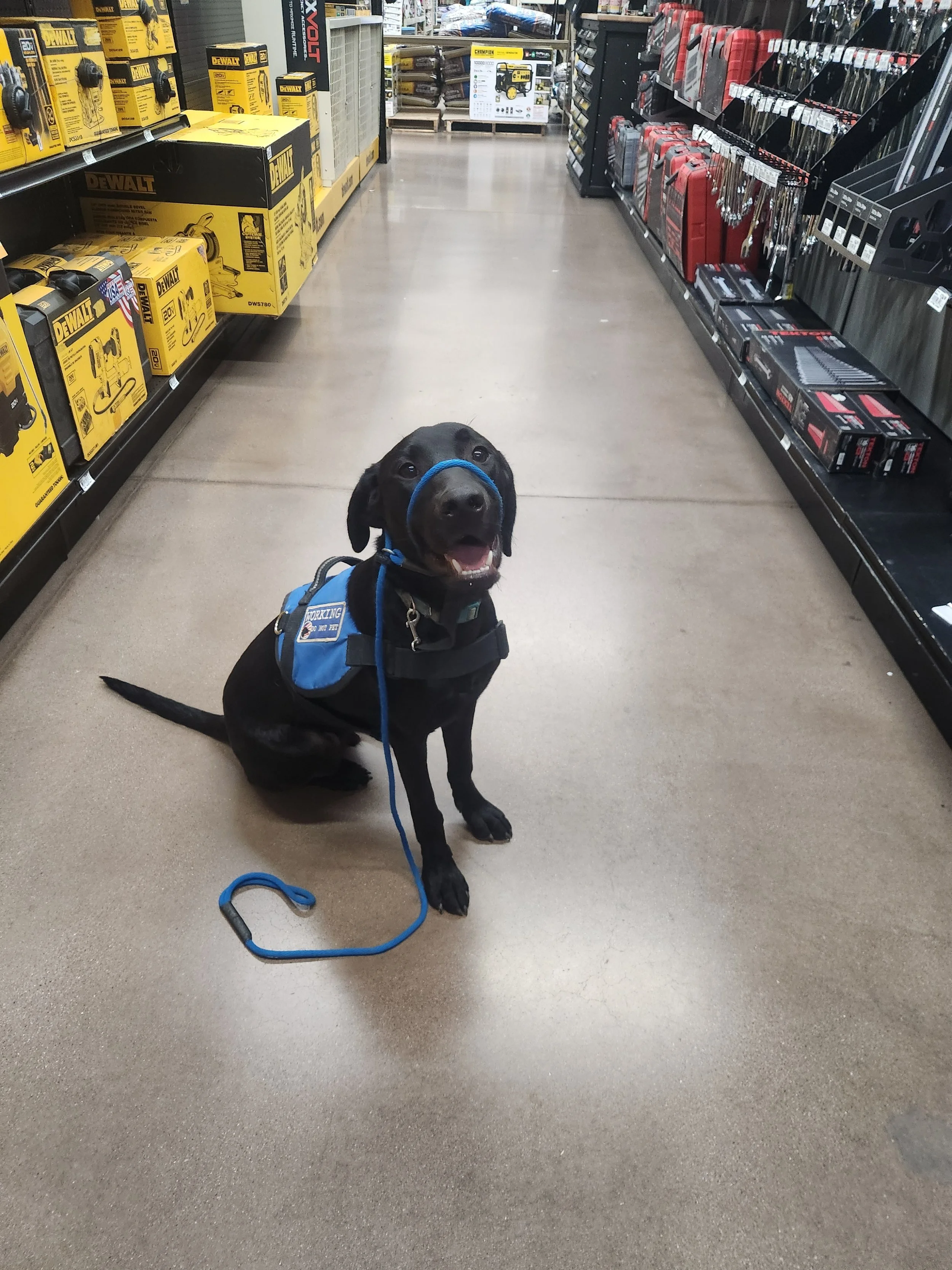Ozzie - M Labrador