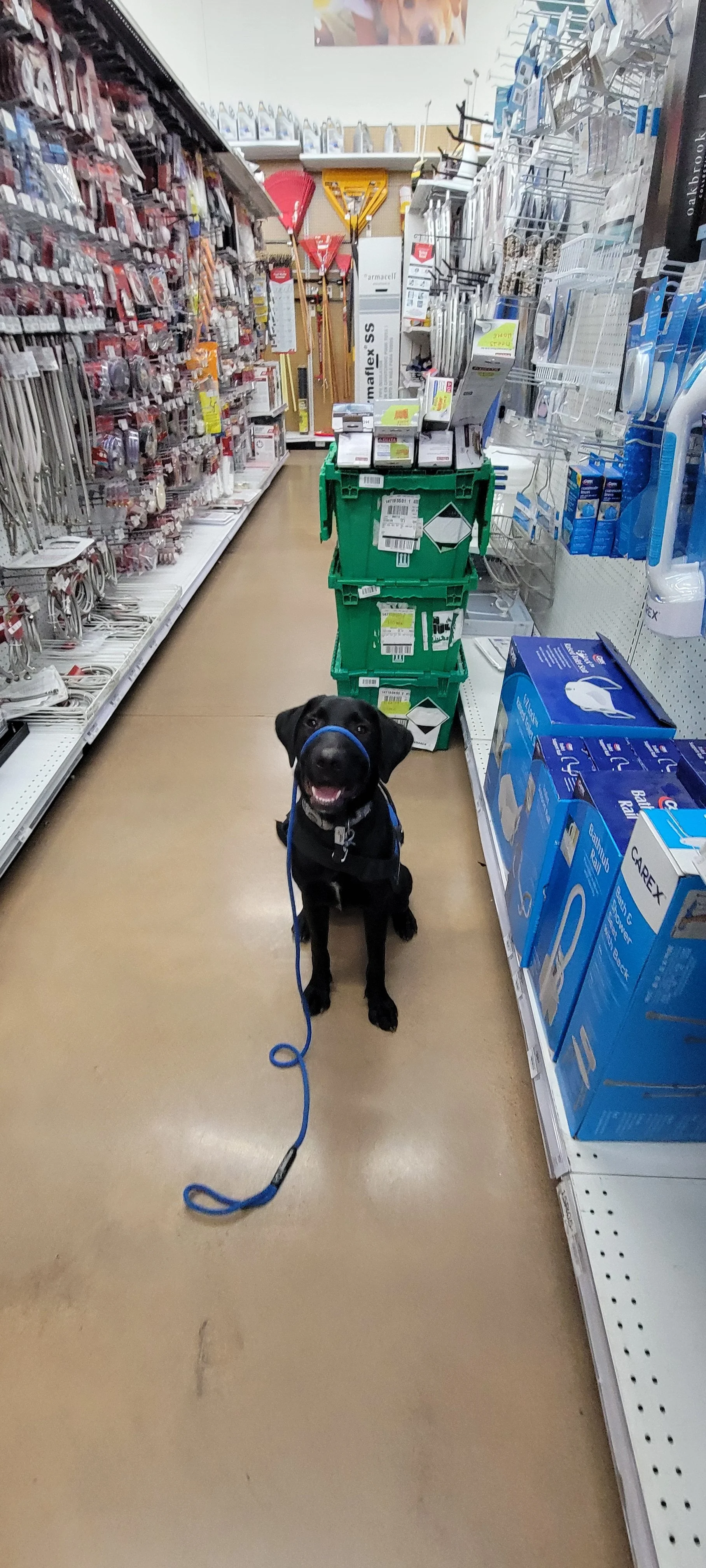 Austin - M Labrador