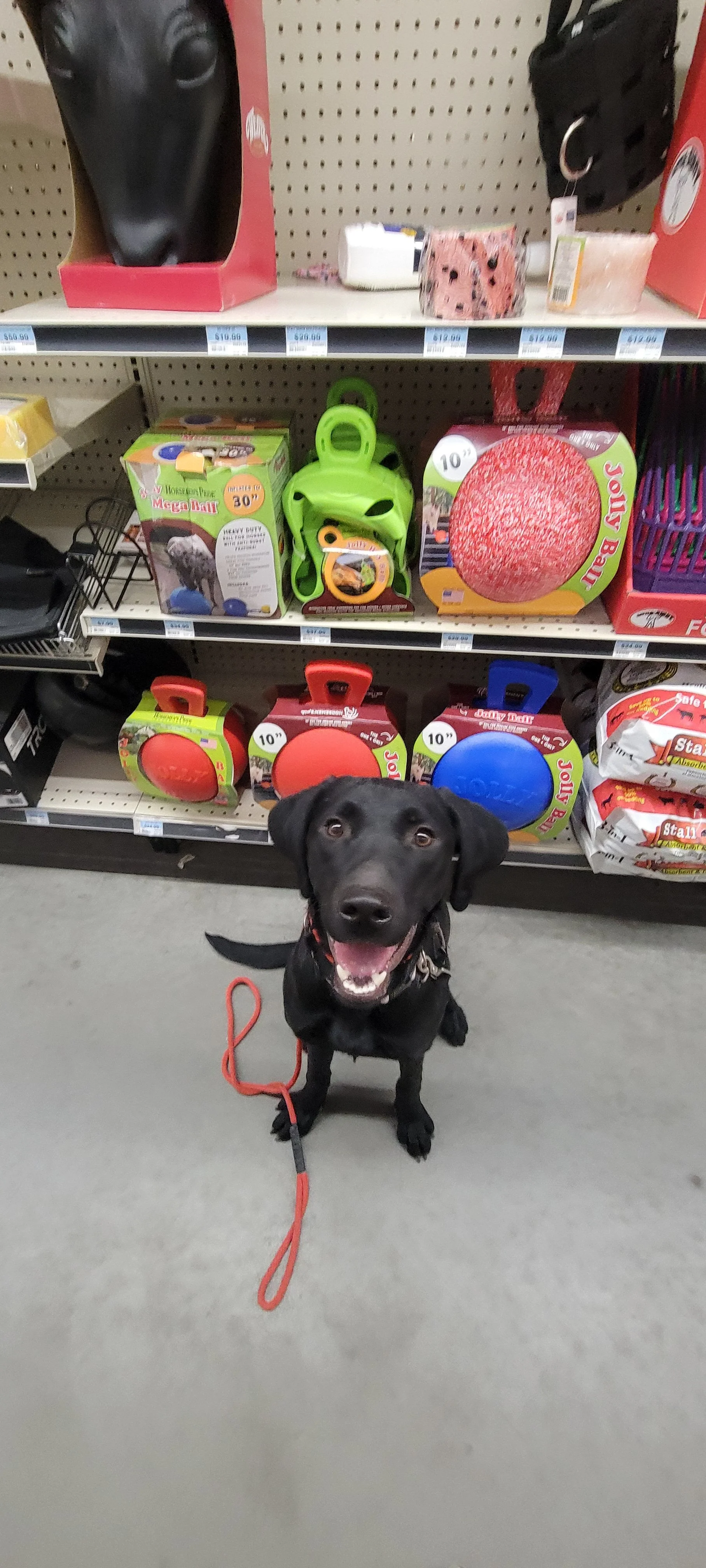 Brook - F Labrador