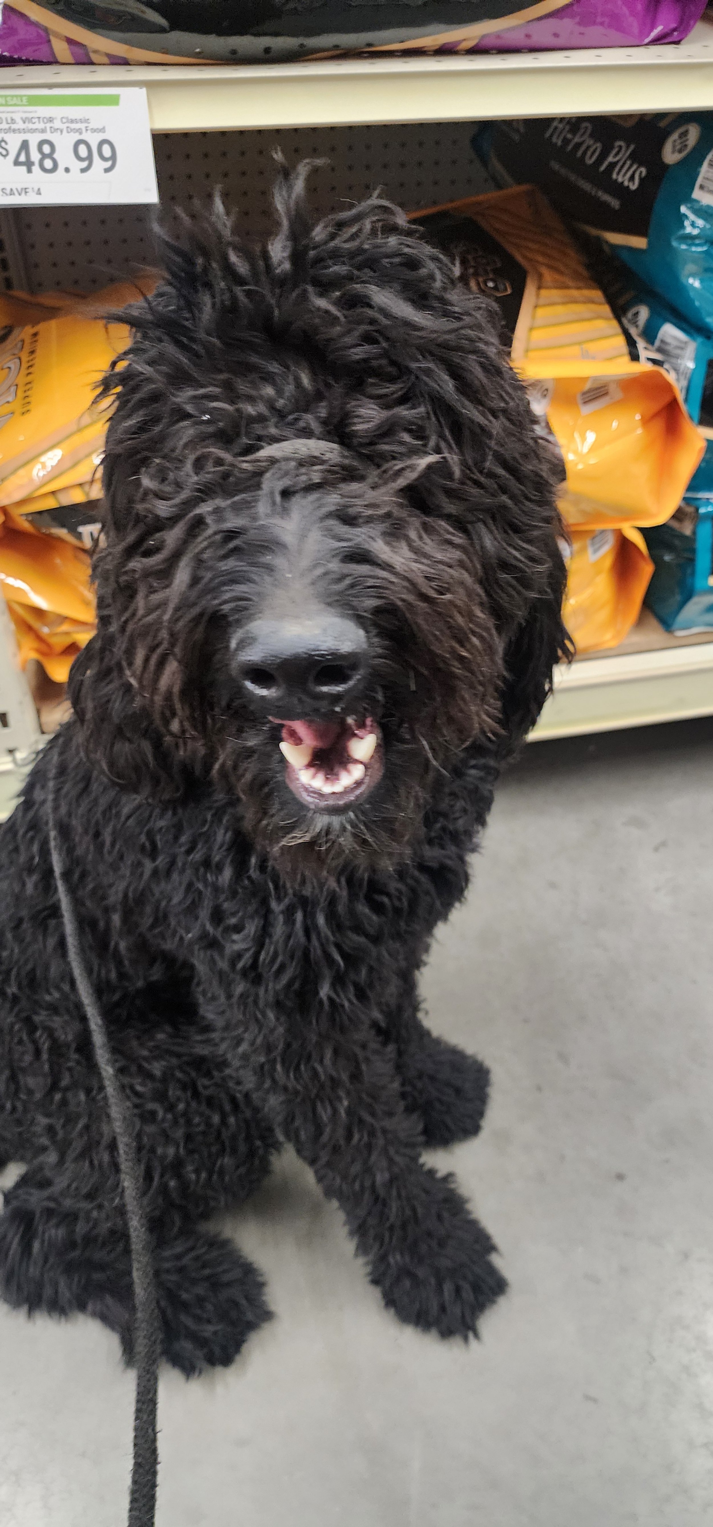 Cheddar - M Goldendoodle