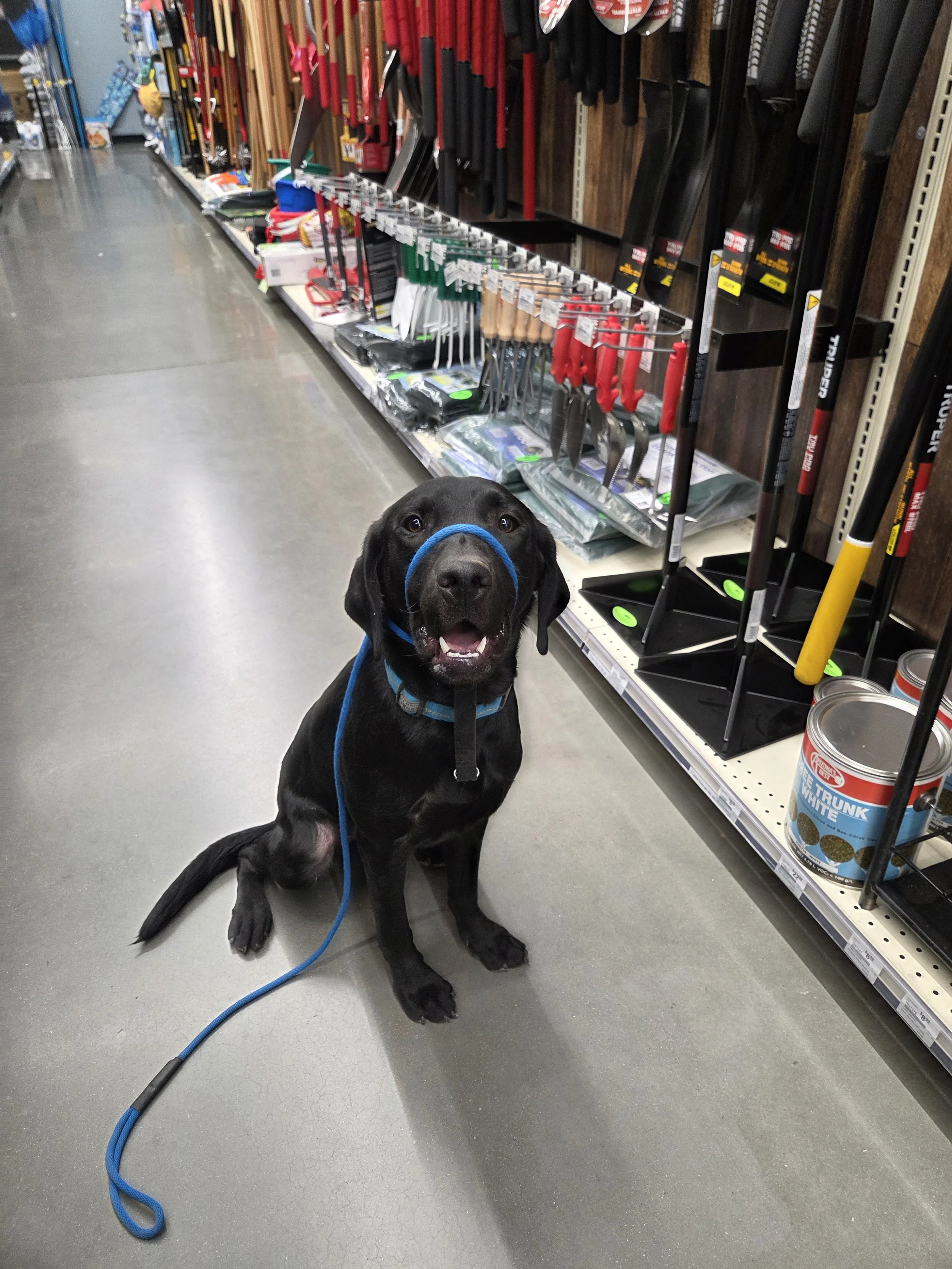 Ranger - Male Labrador