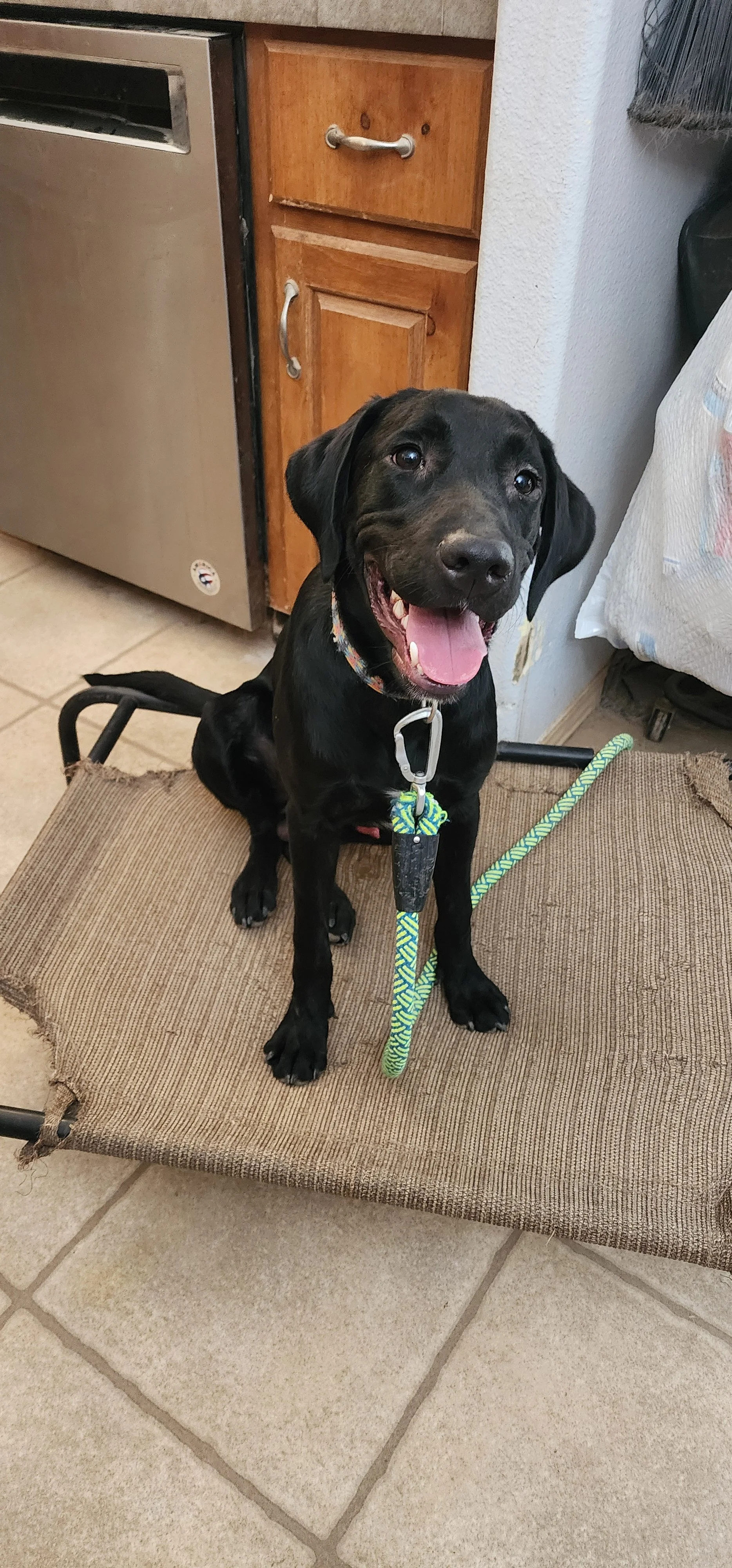 Austin - M Labrador