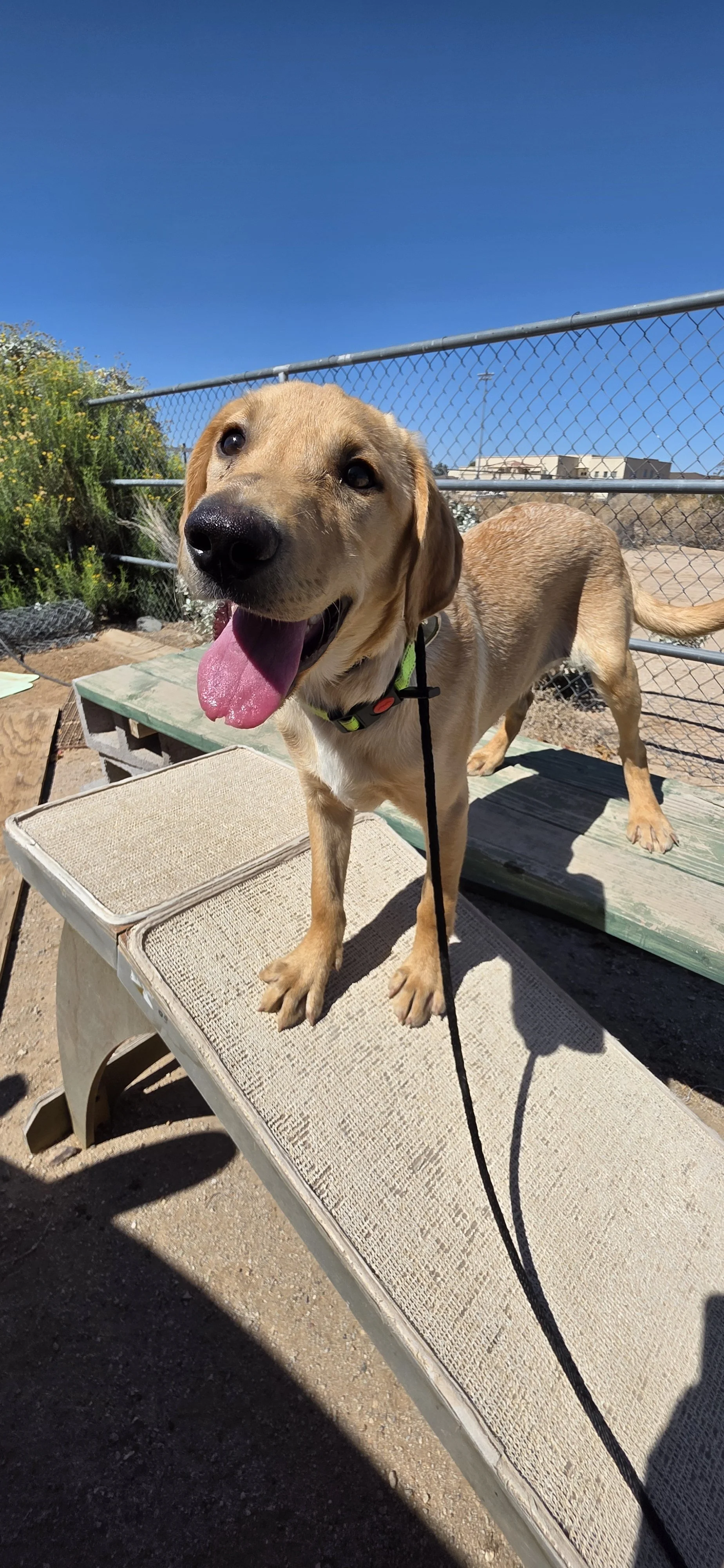 Kip - Labrador