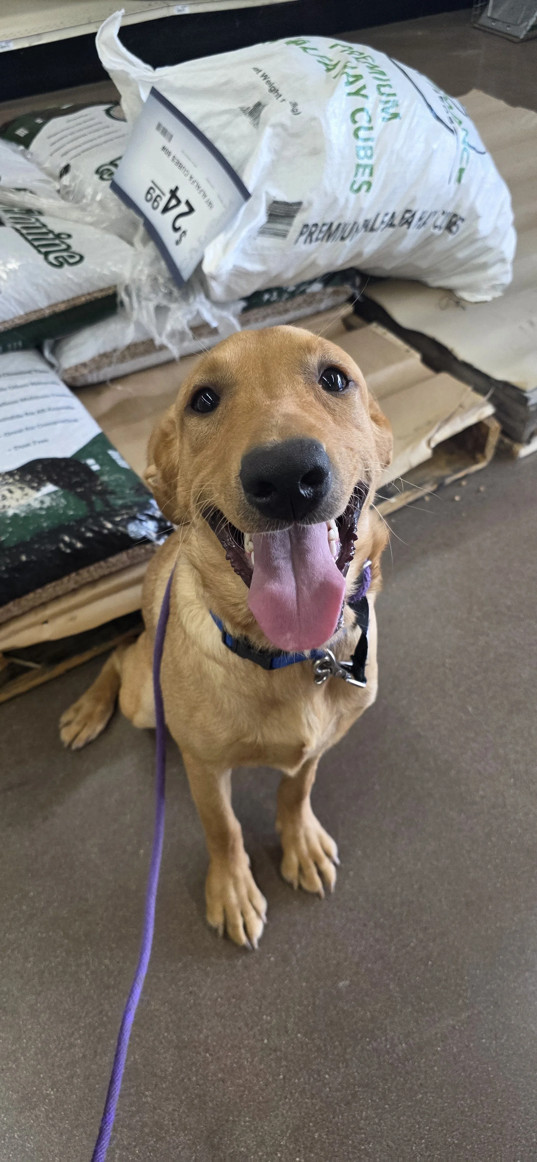 Ranger - M Labrador