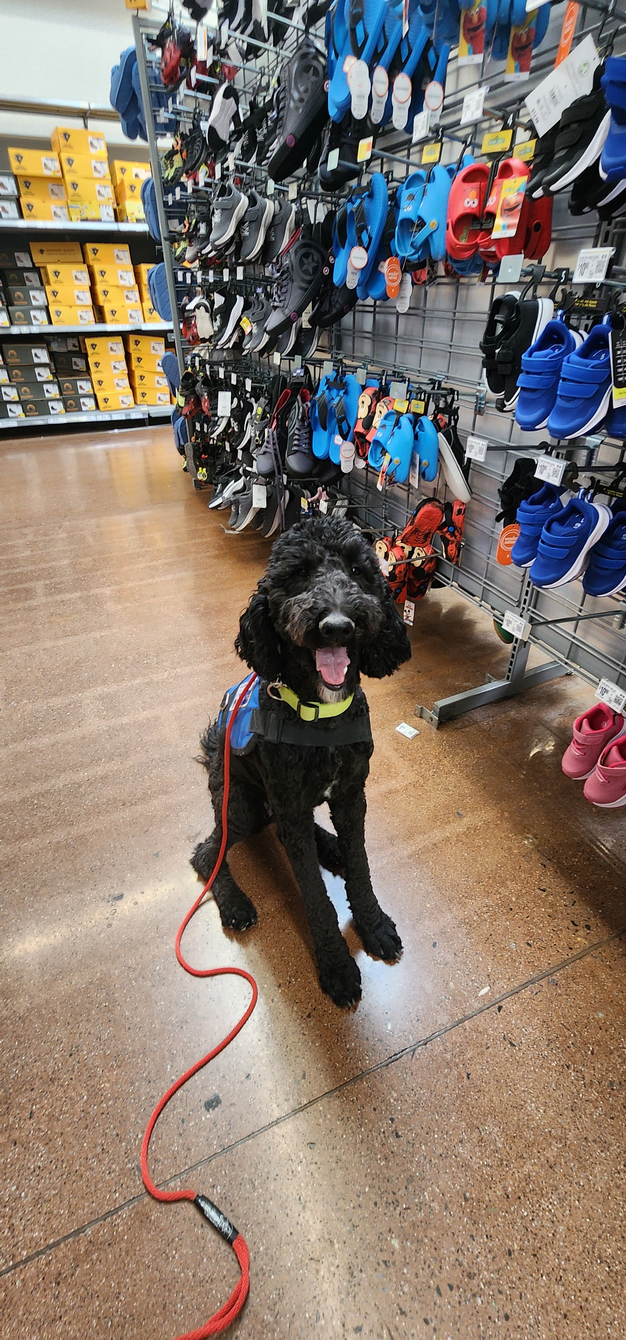 Poppy - F Goldendoodle