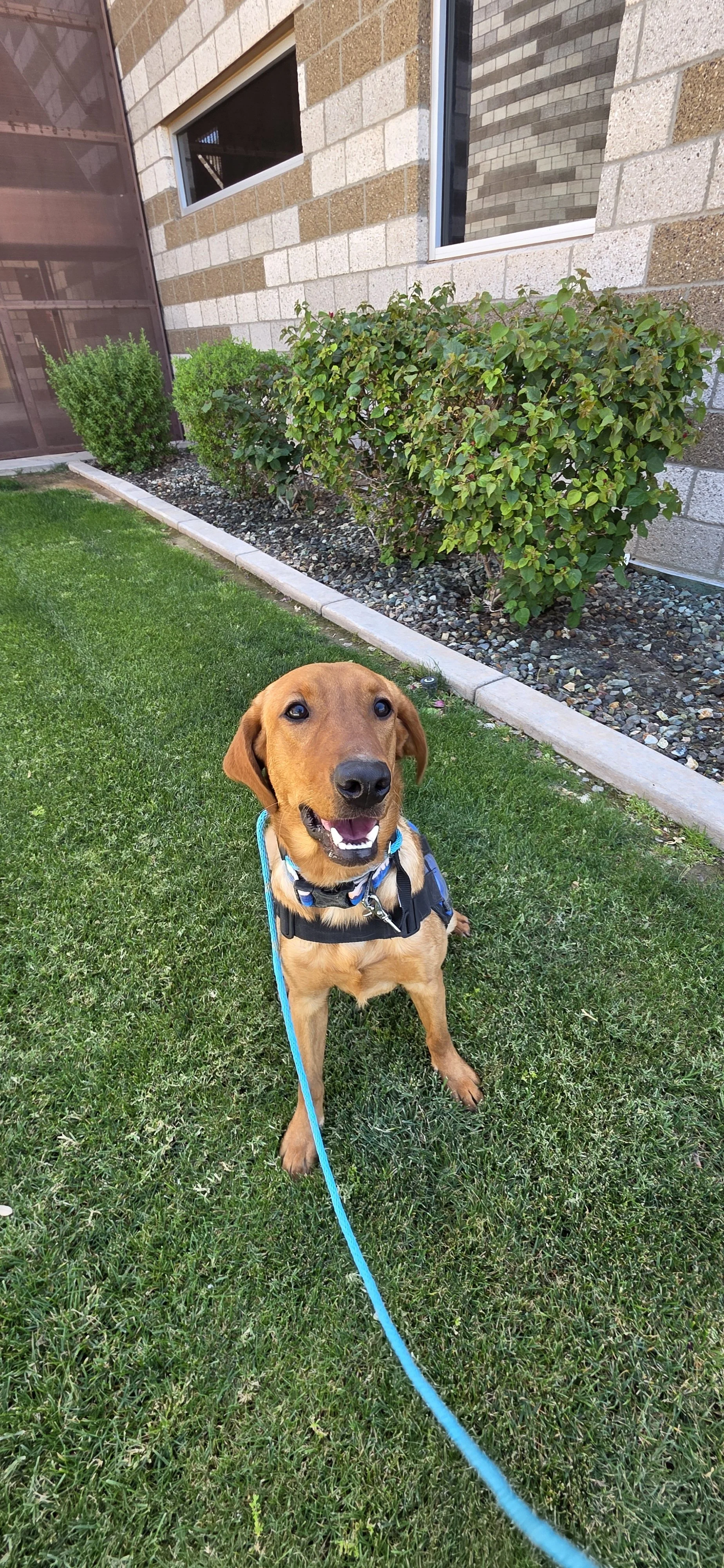 Ray - Male Labrador