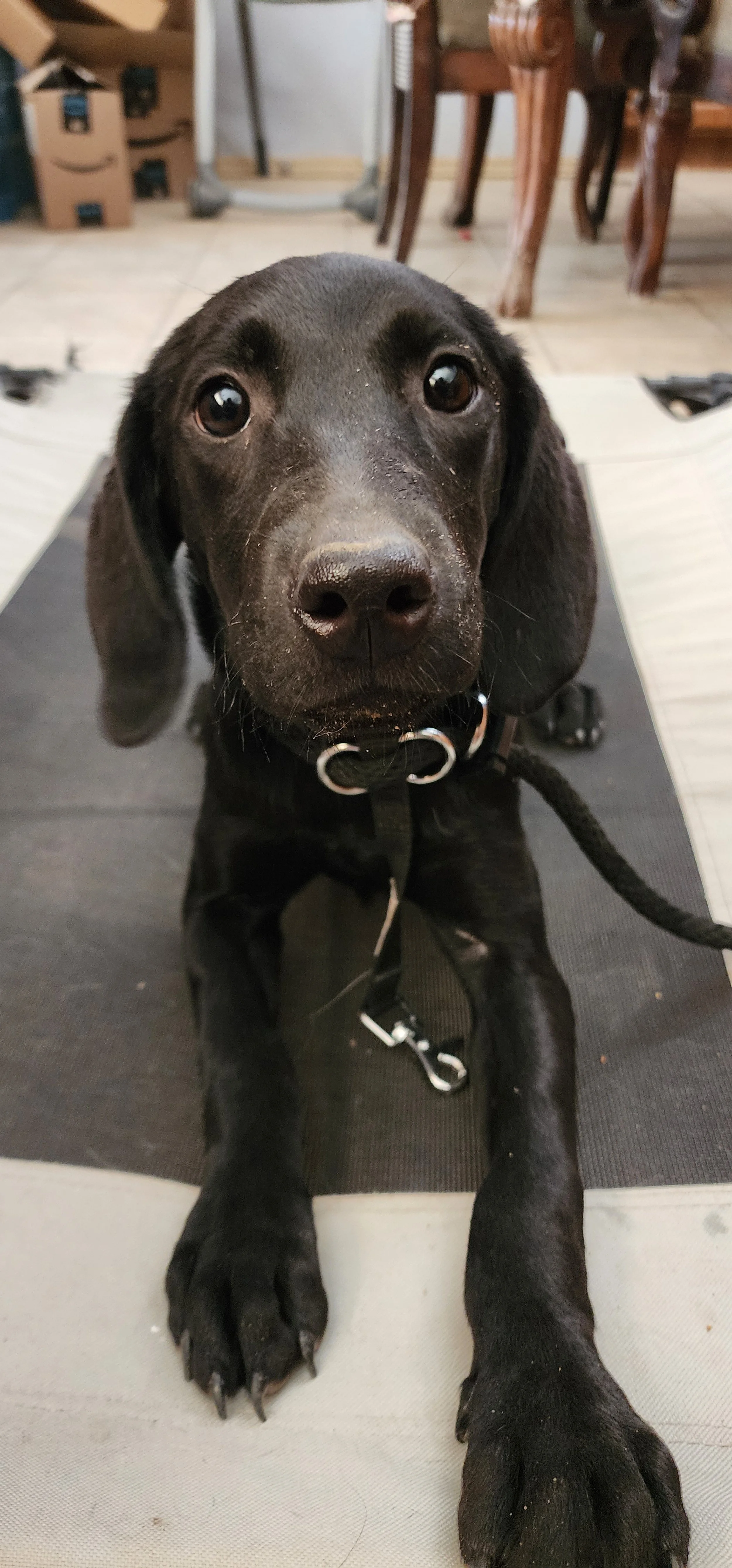 Bronx - M Labrador