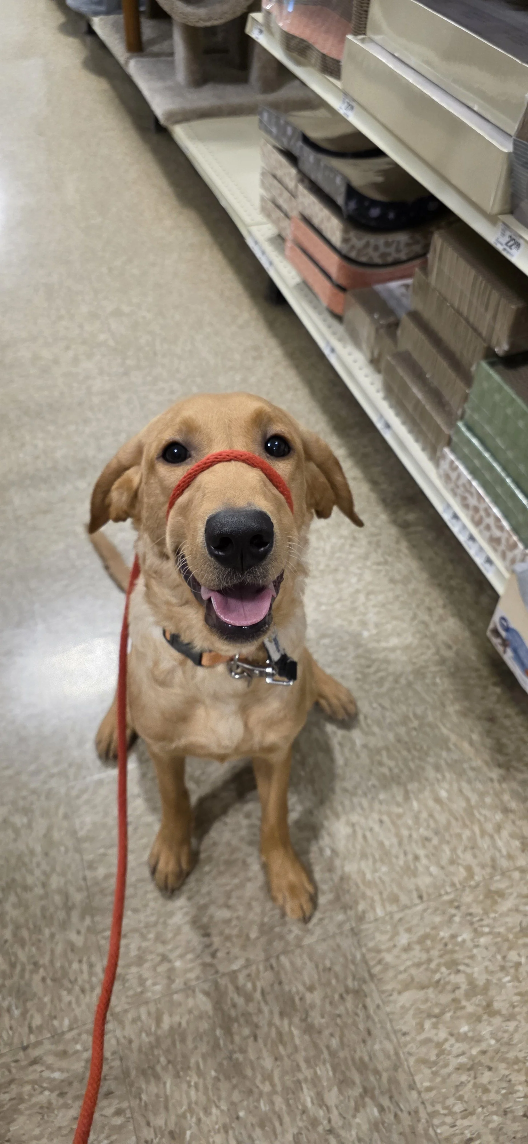 Joe-  Male Labrador