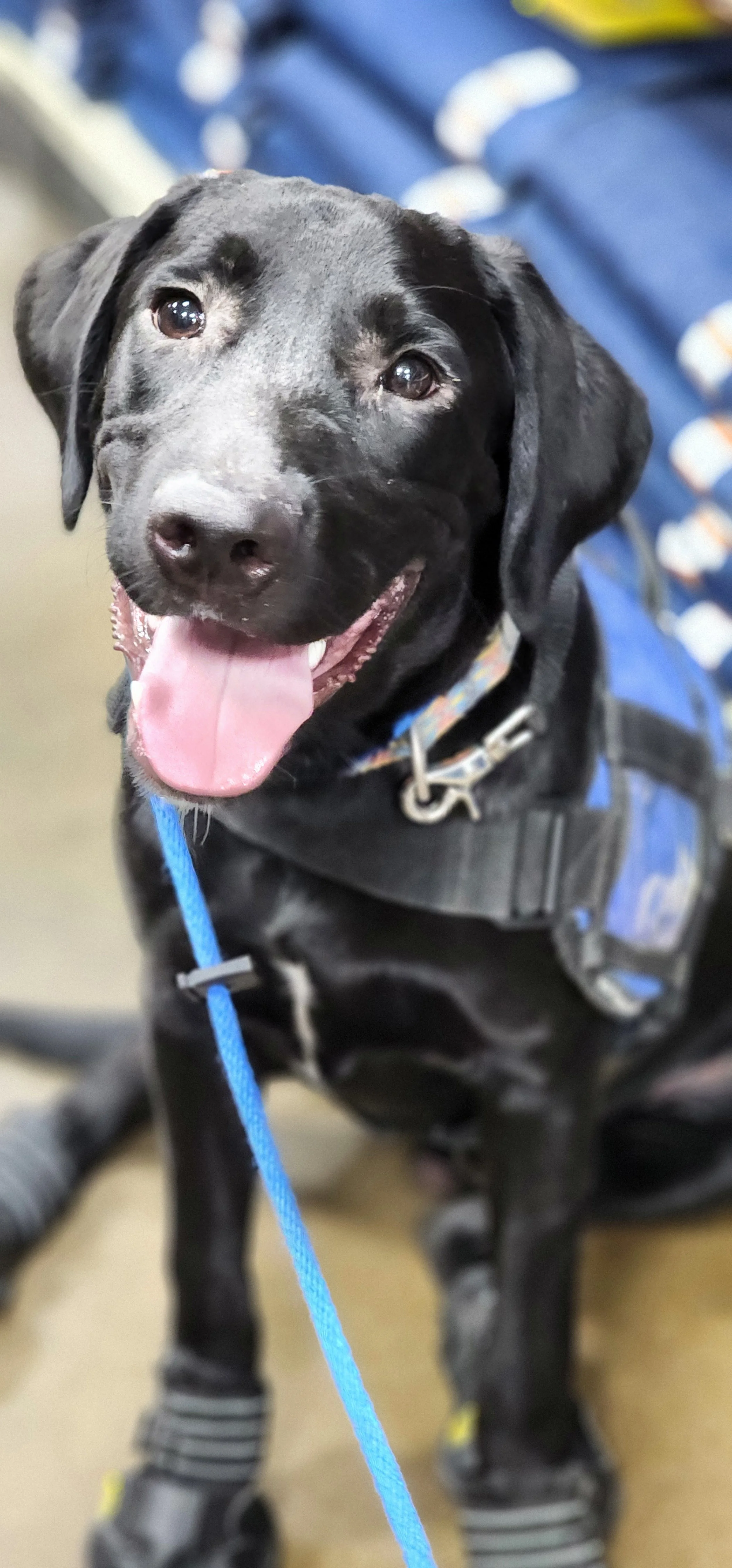 Austin - M Labrador