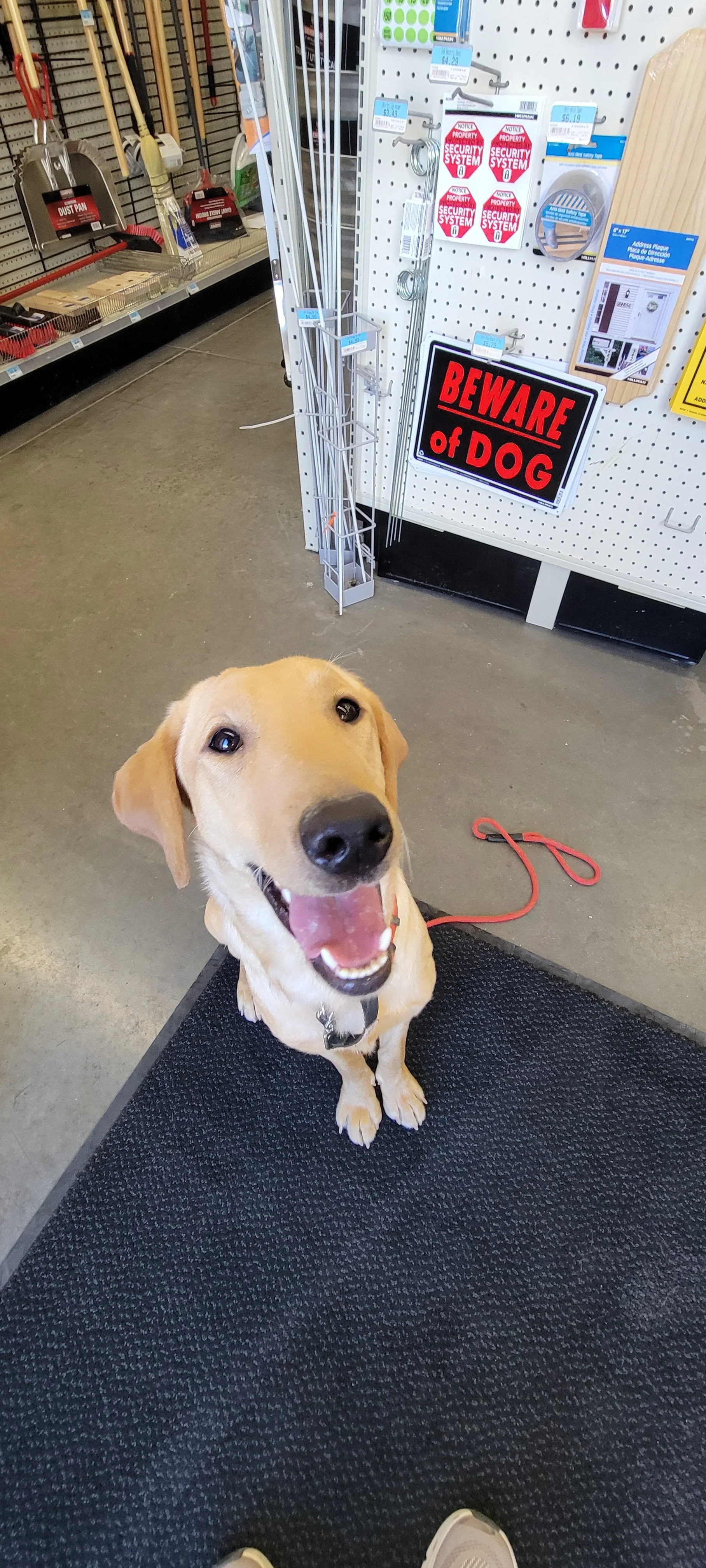 Buddy - Male Labrador