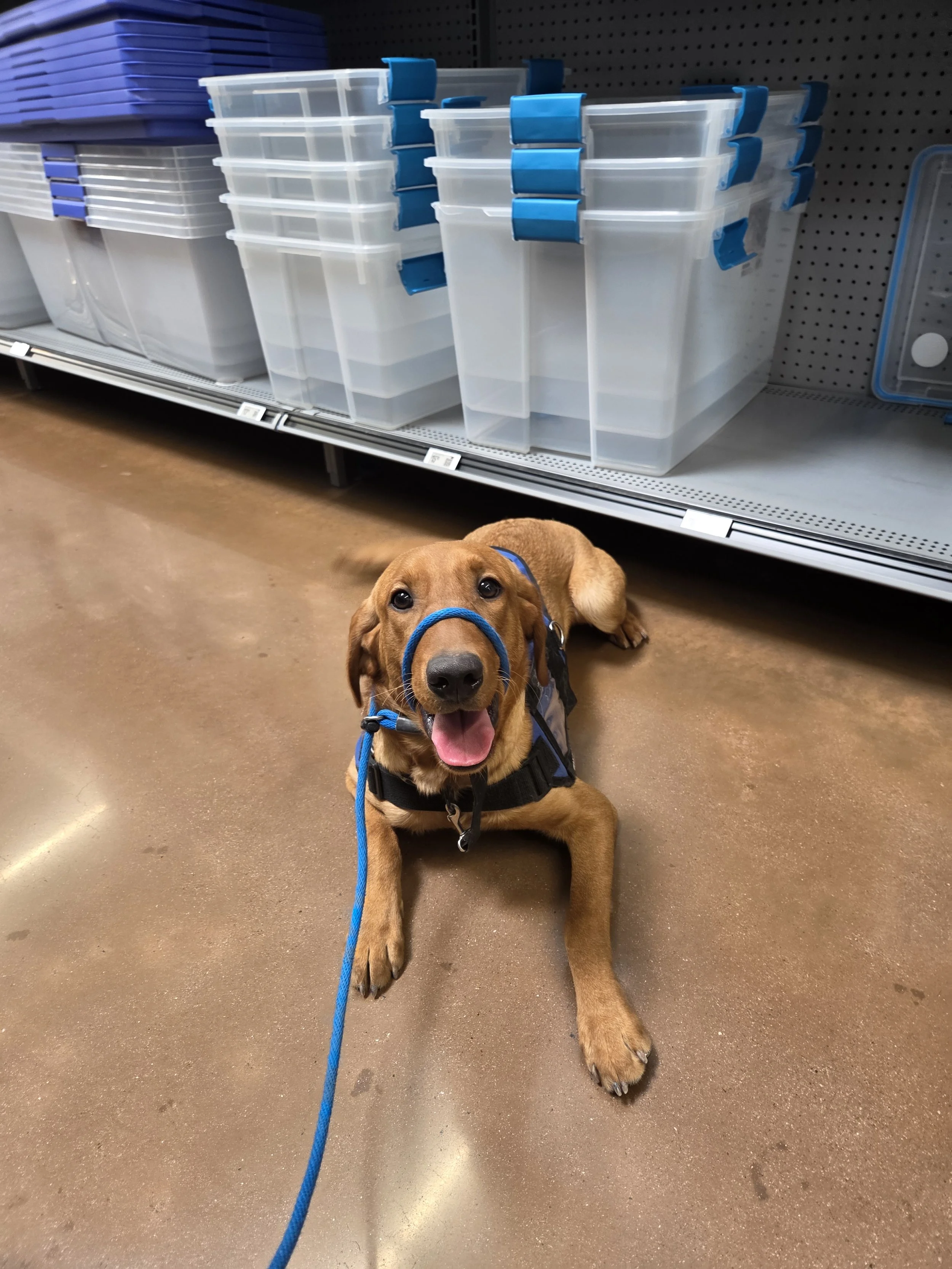 Ray - Male Labrador