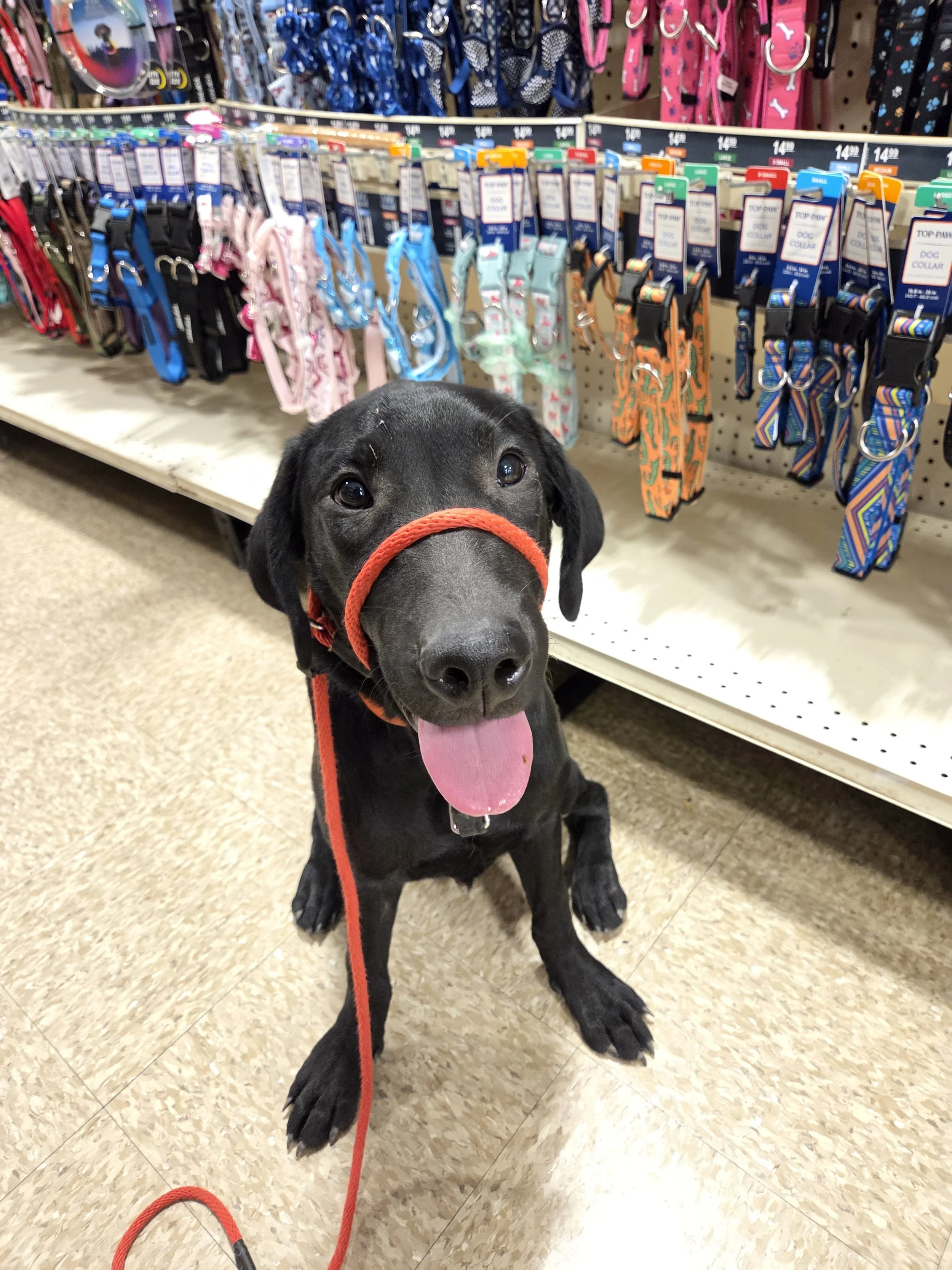 Oakley M Labrador
