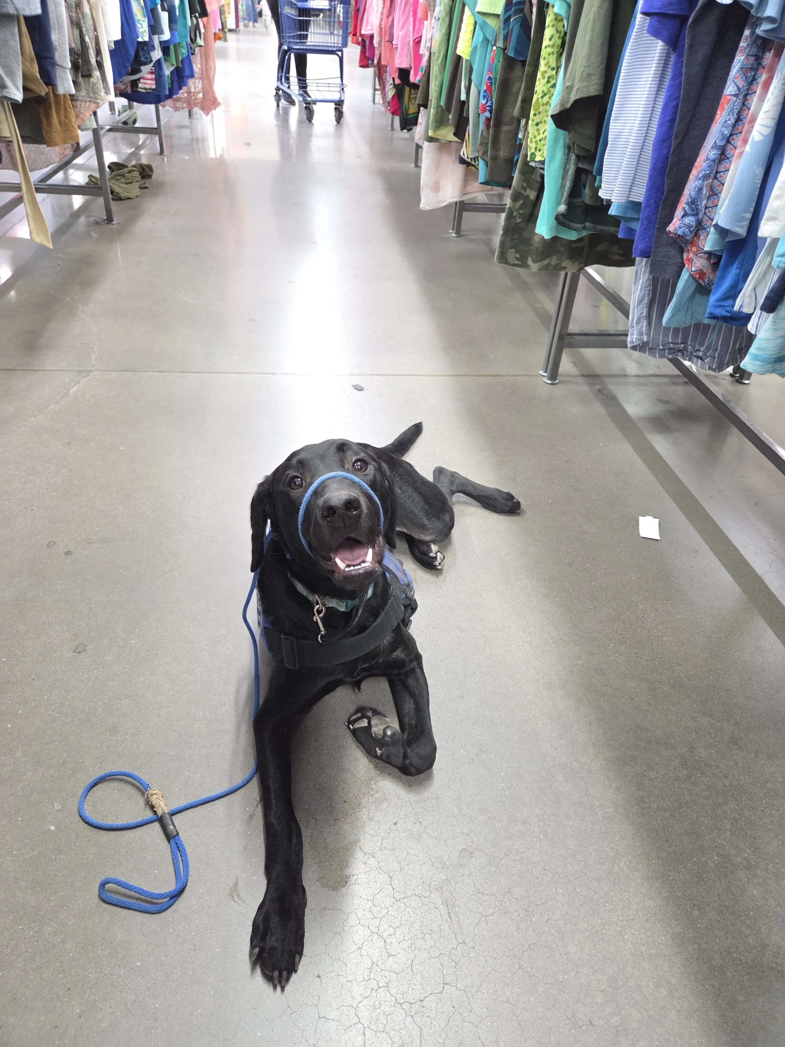 Ozzie - M Labrador