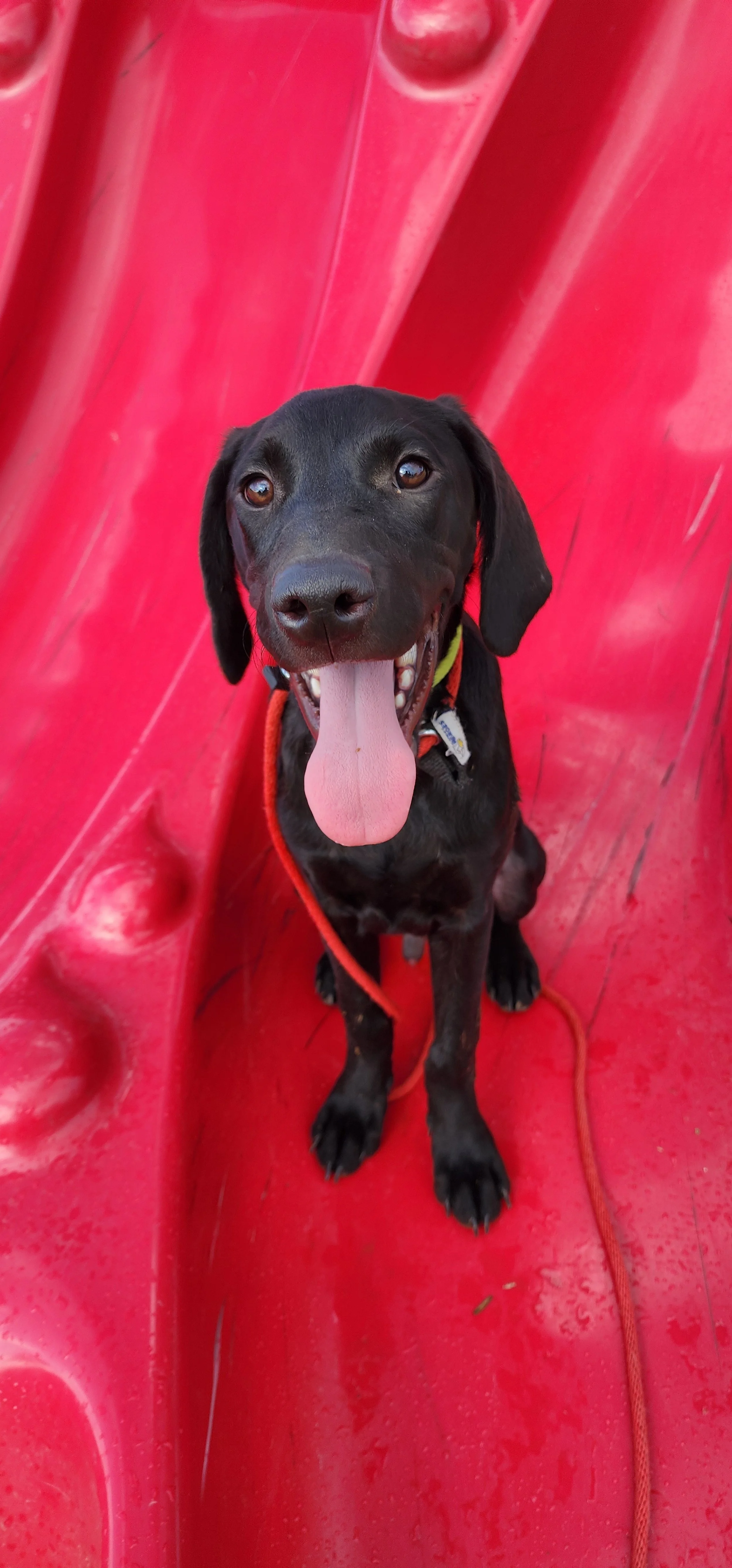 Radar - M Labrador