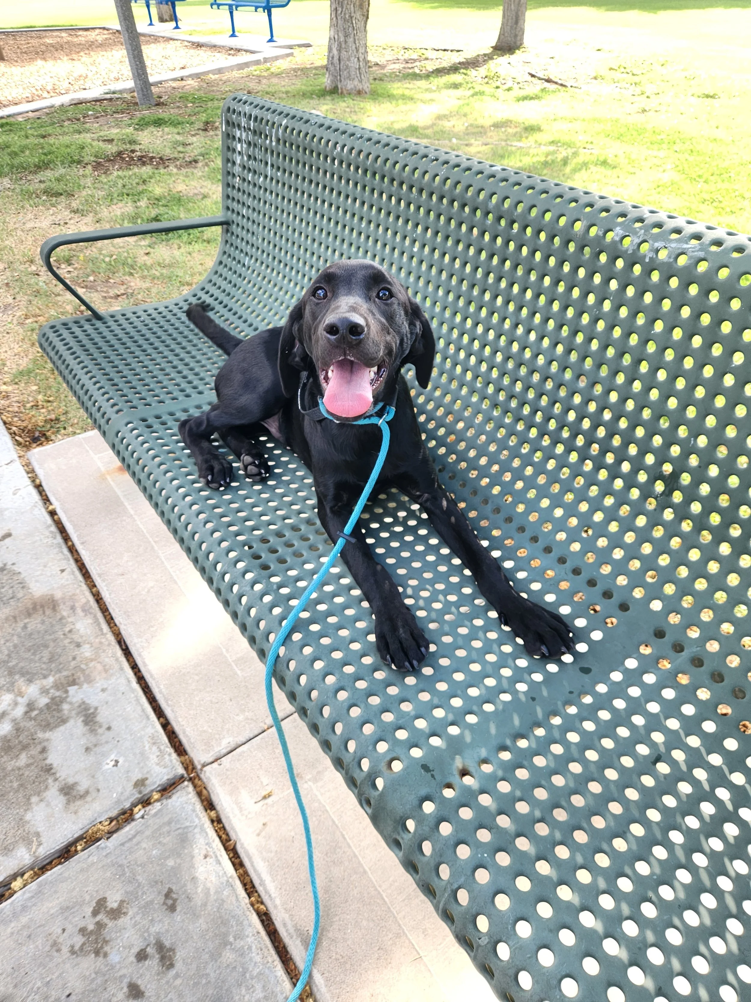 Ozzie - M Labrador