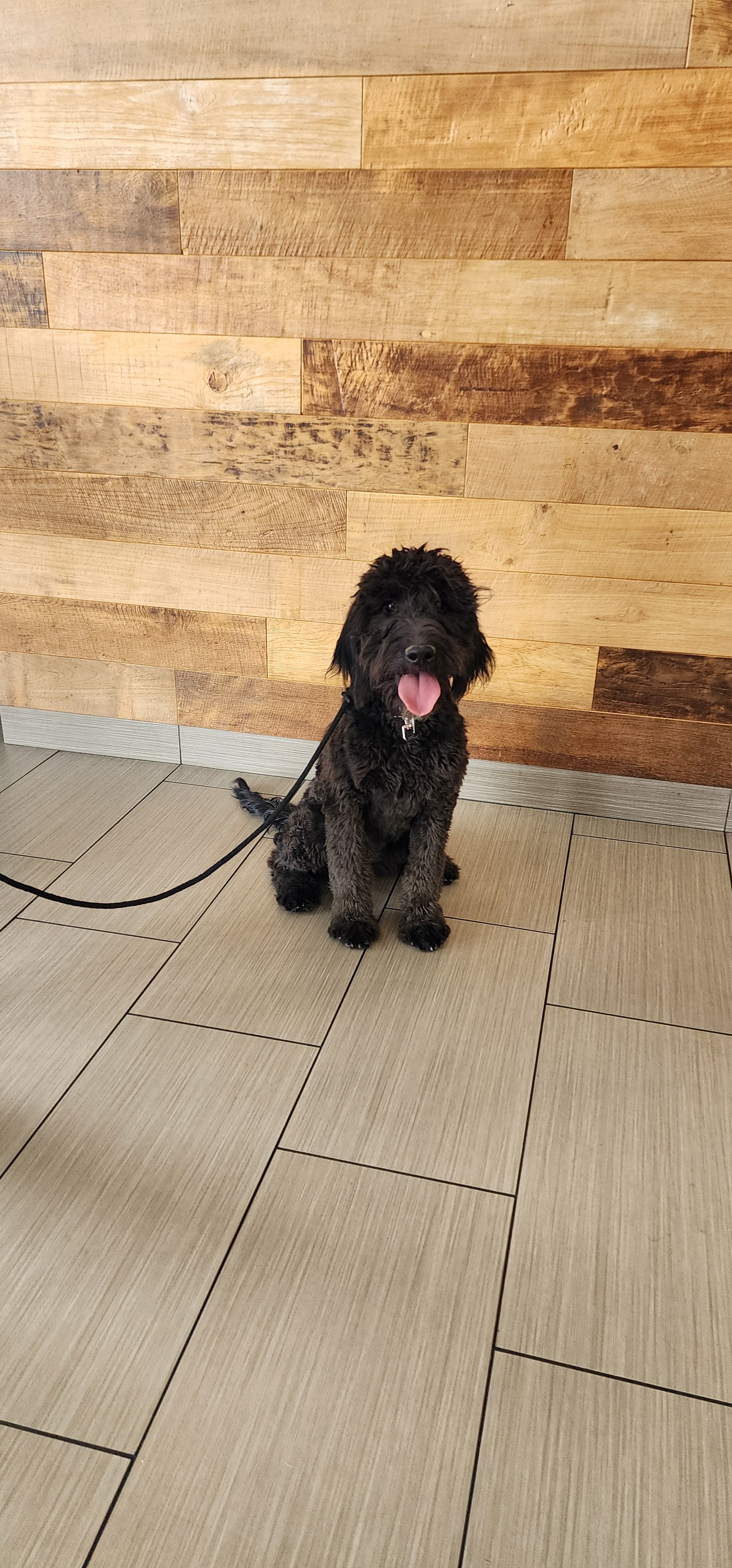May - Female Goldendoodle