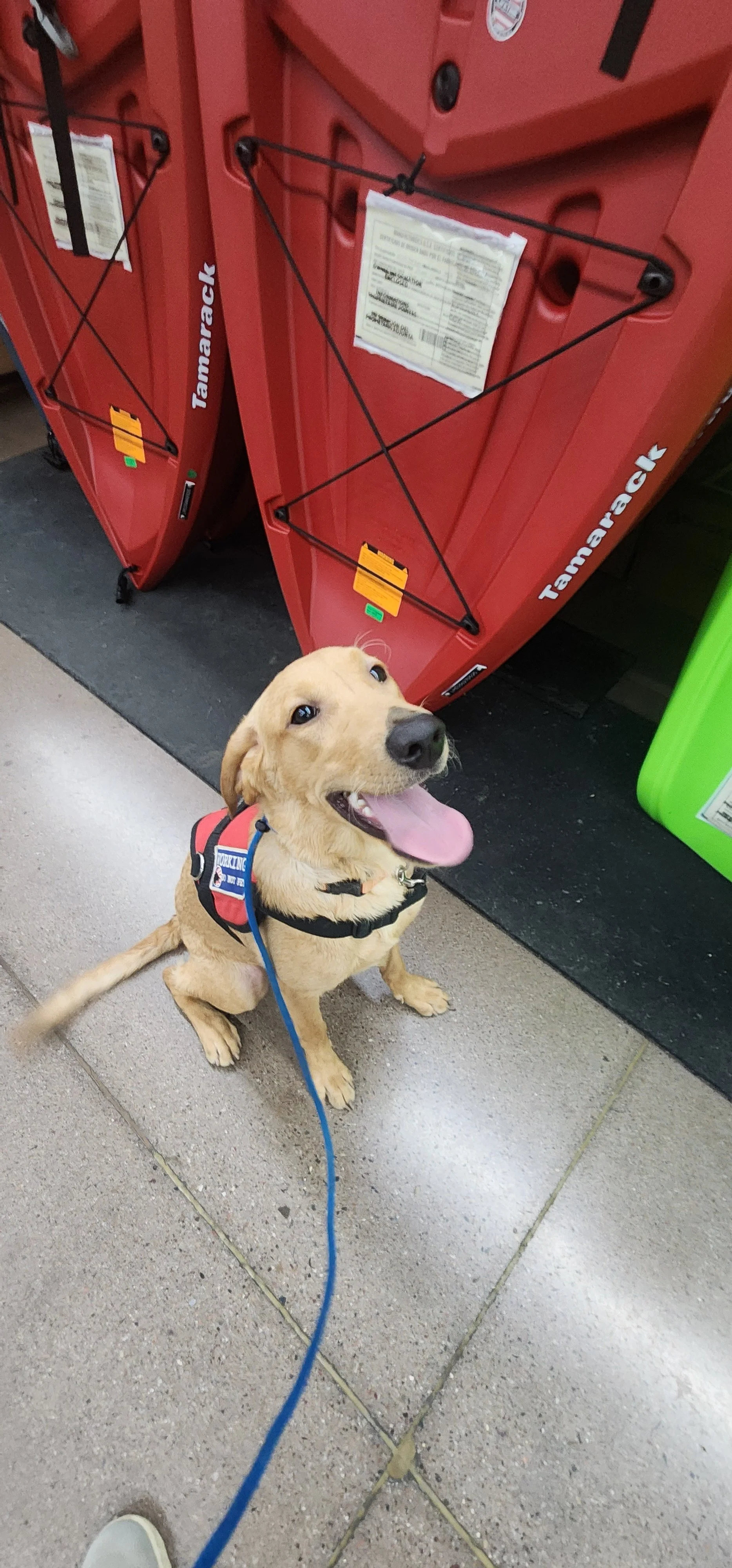 Joe-  Male Labrador