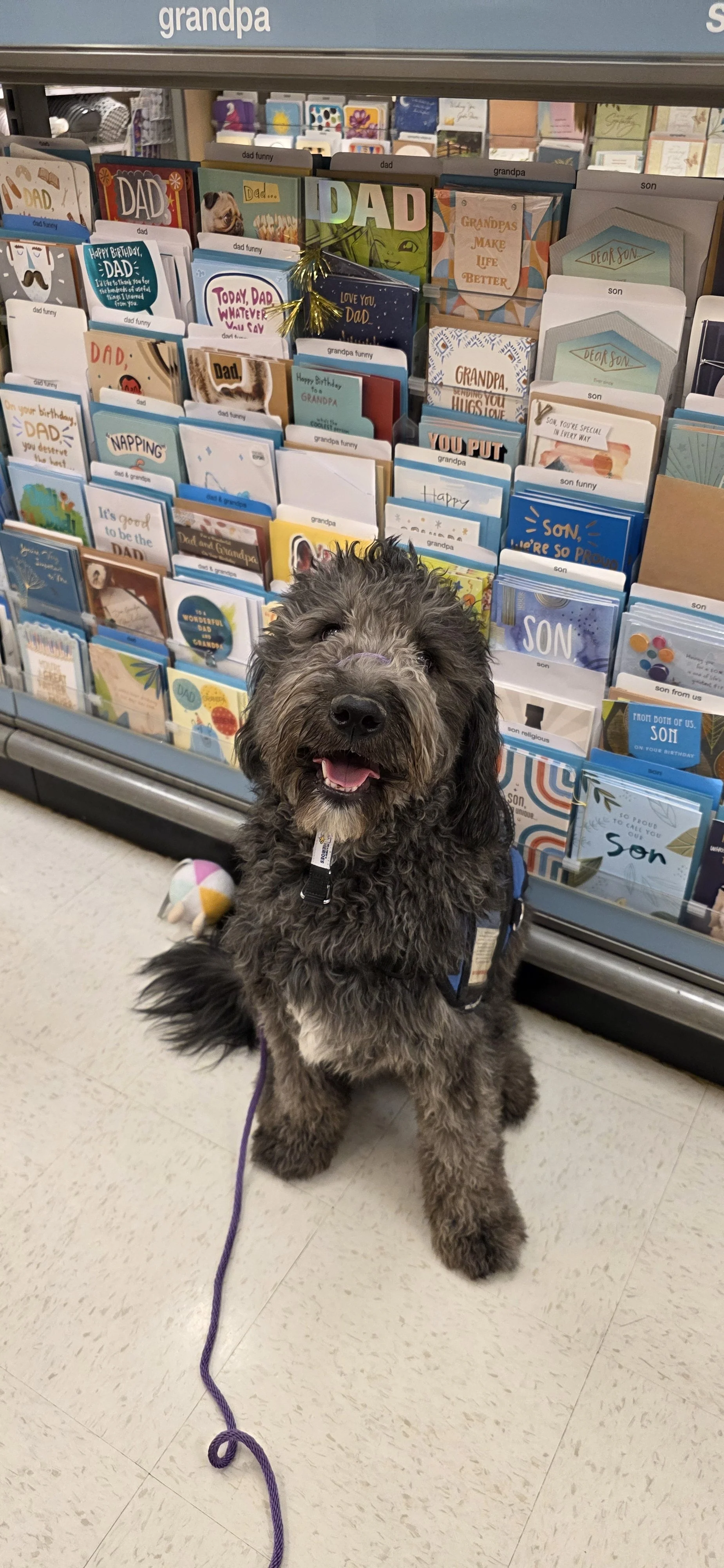 June F Goldendoodle 