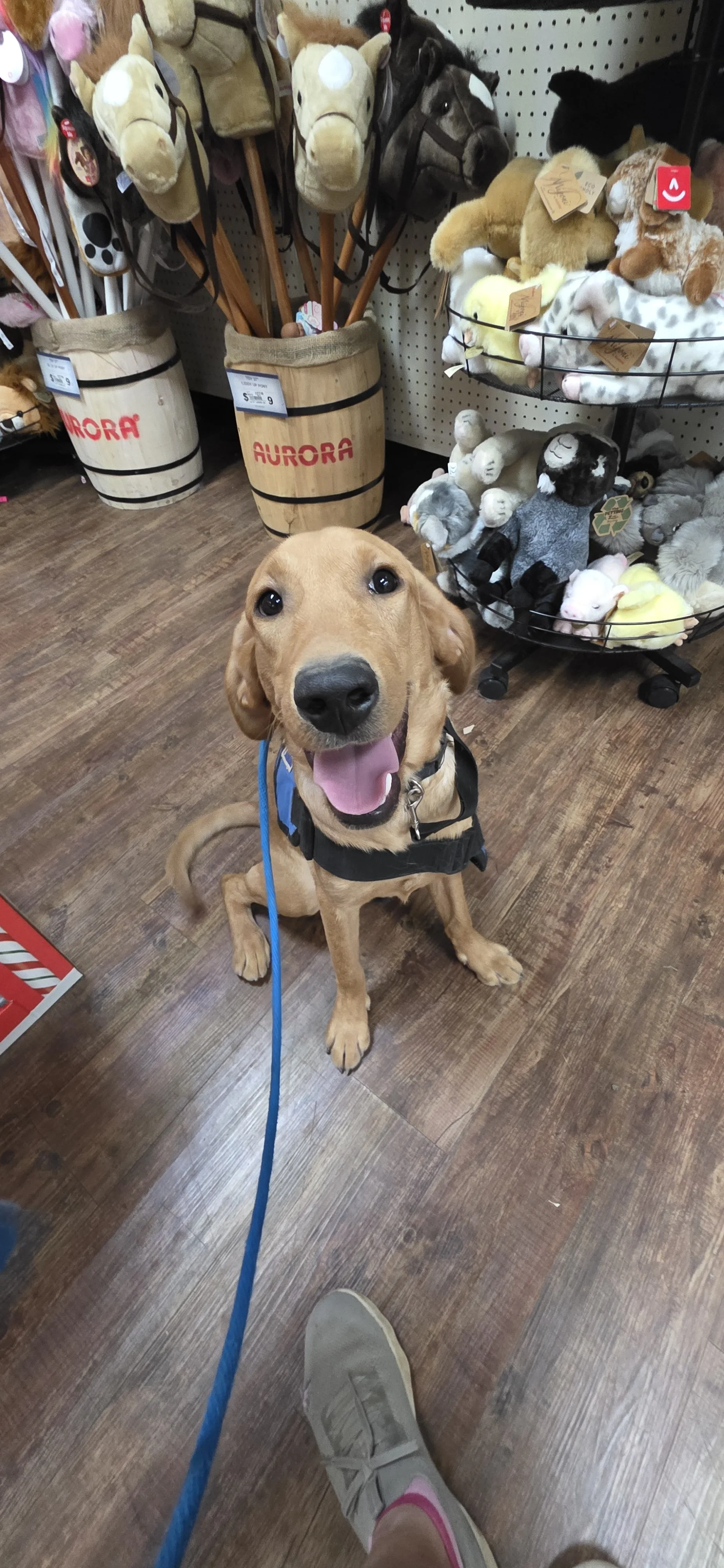 Ray - Male Labrador