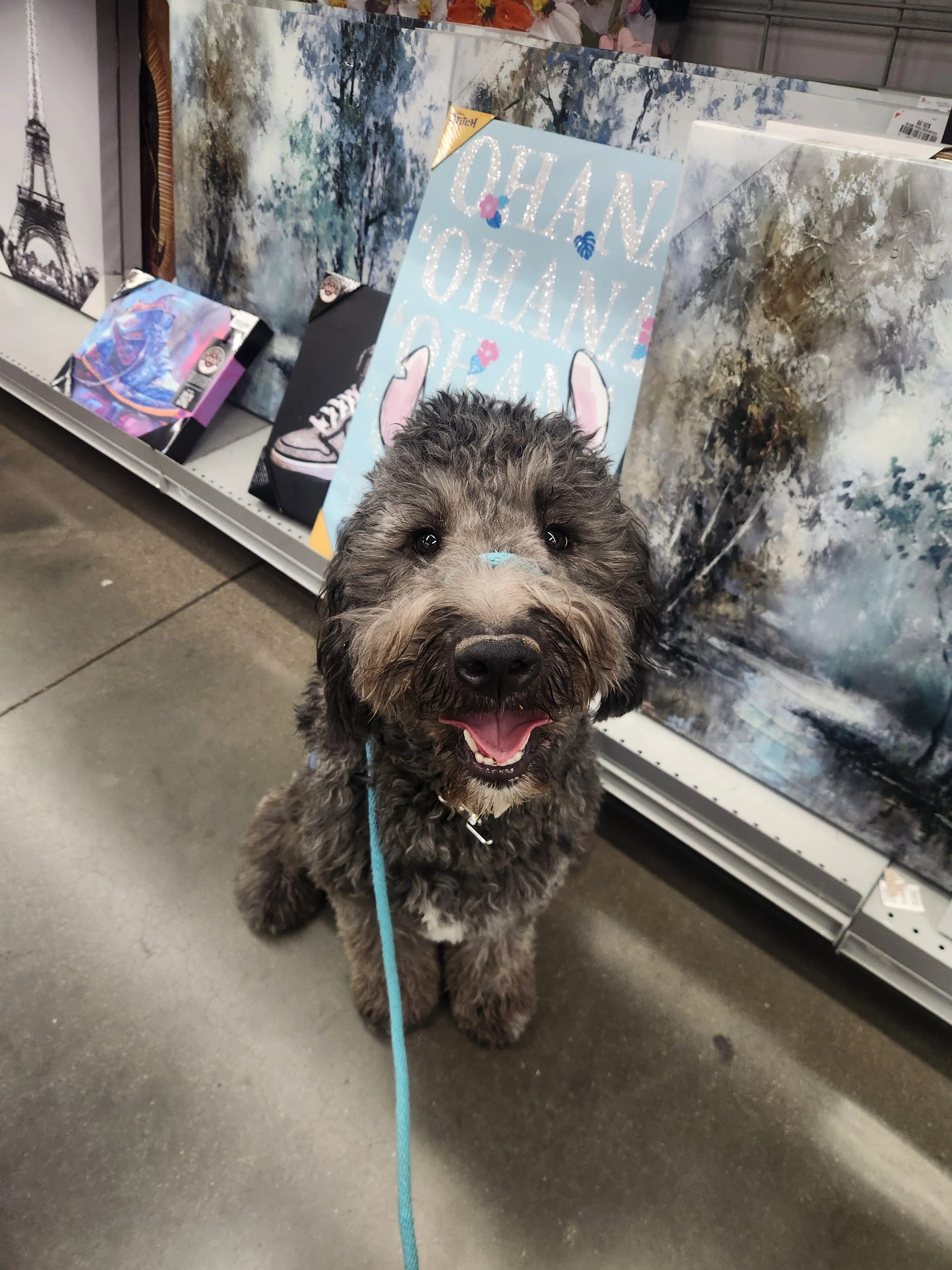 June F Goldendoodle 