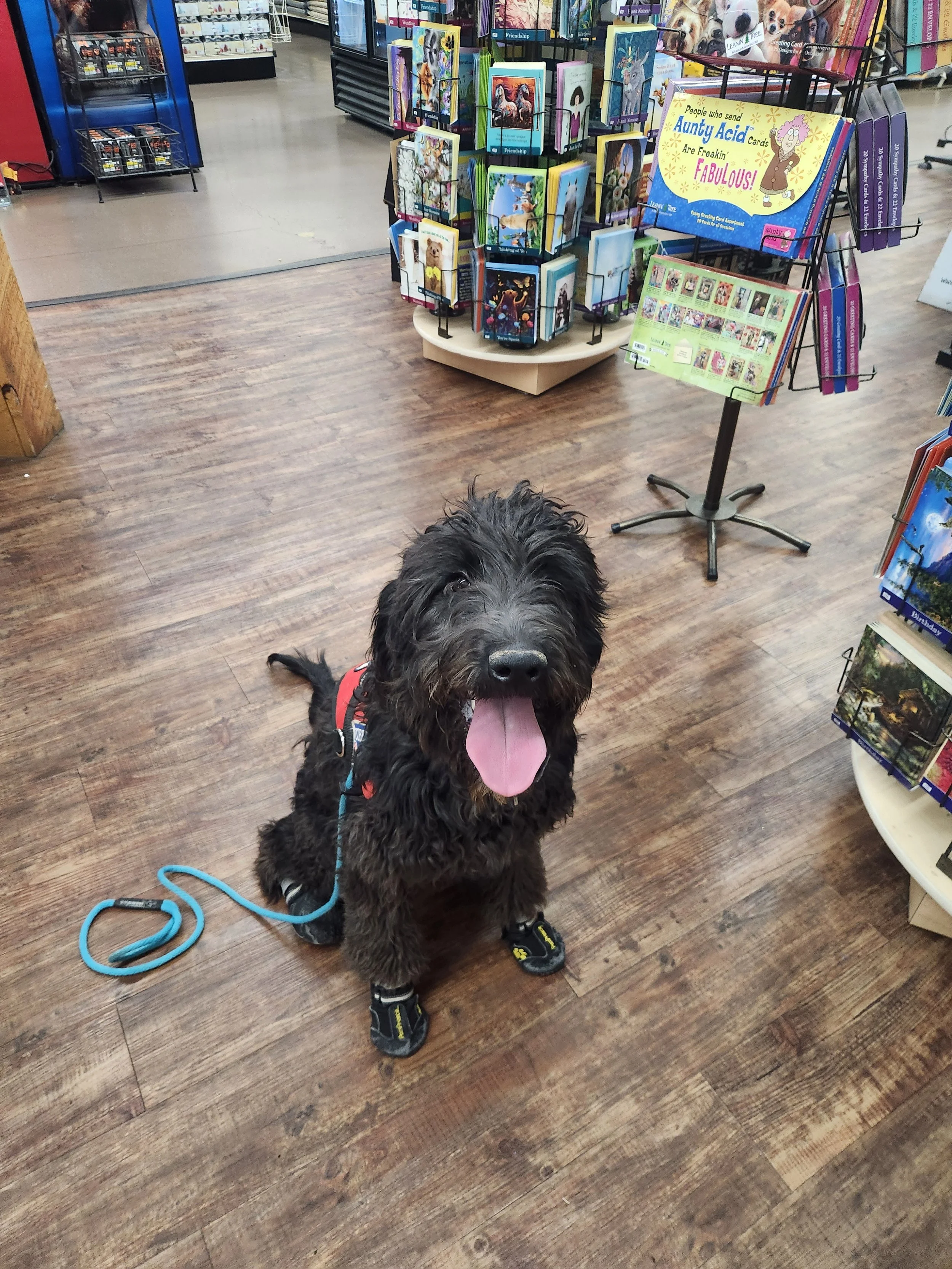 May - Female Goldendoodle