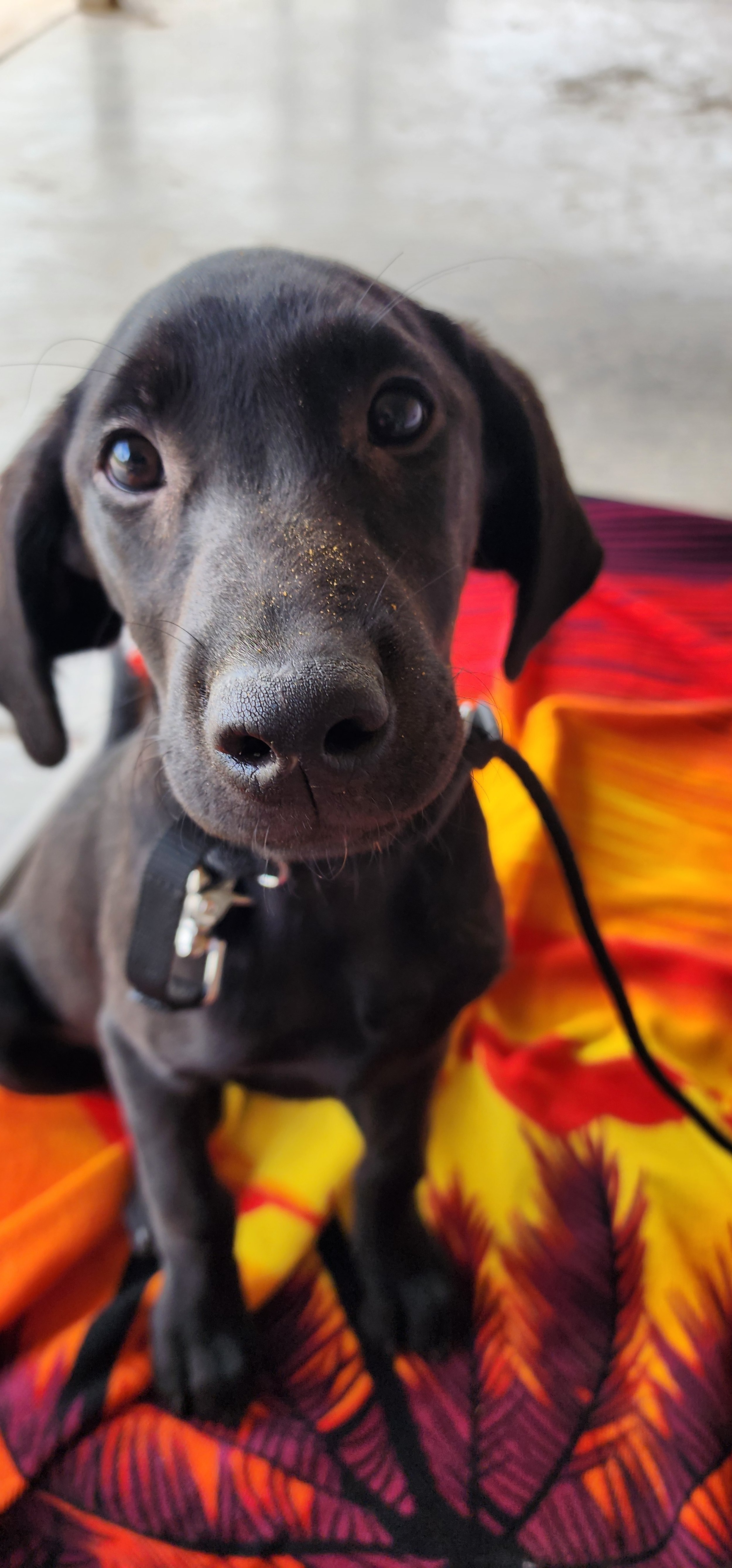 Ozzie - M Labrador