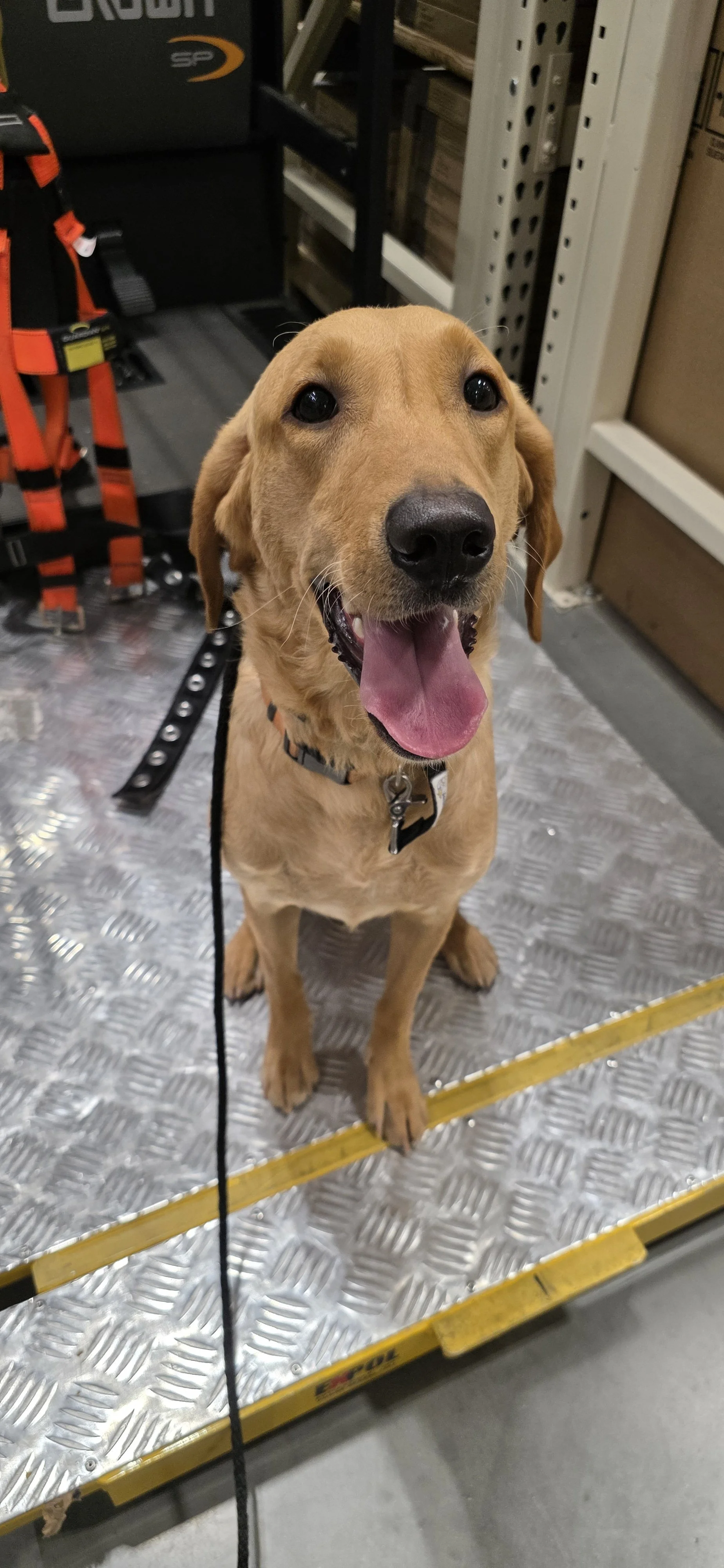 Joe-  Male Labrador