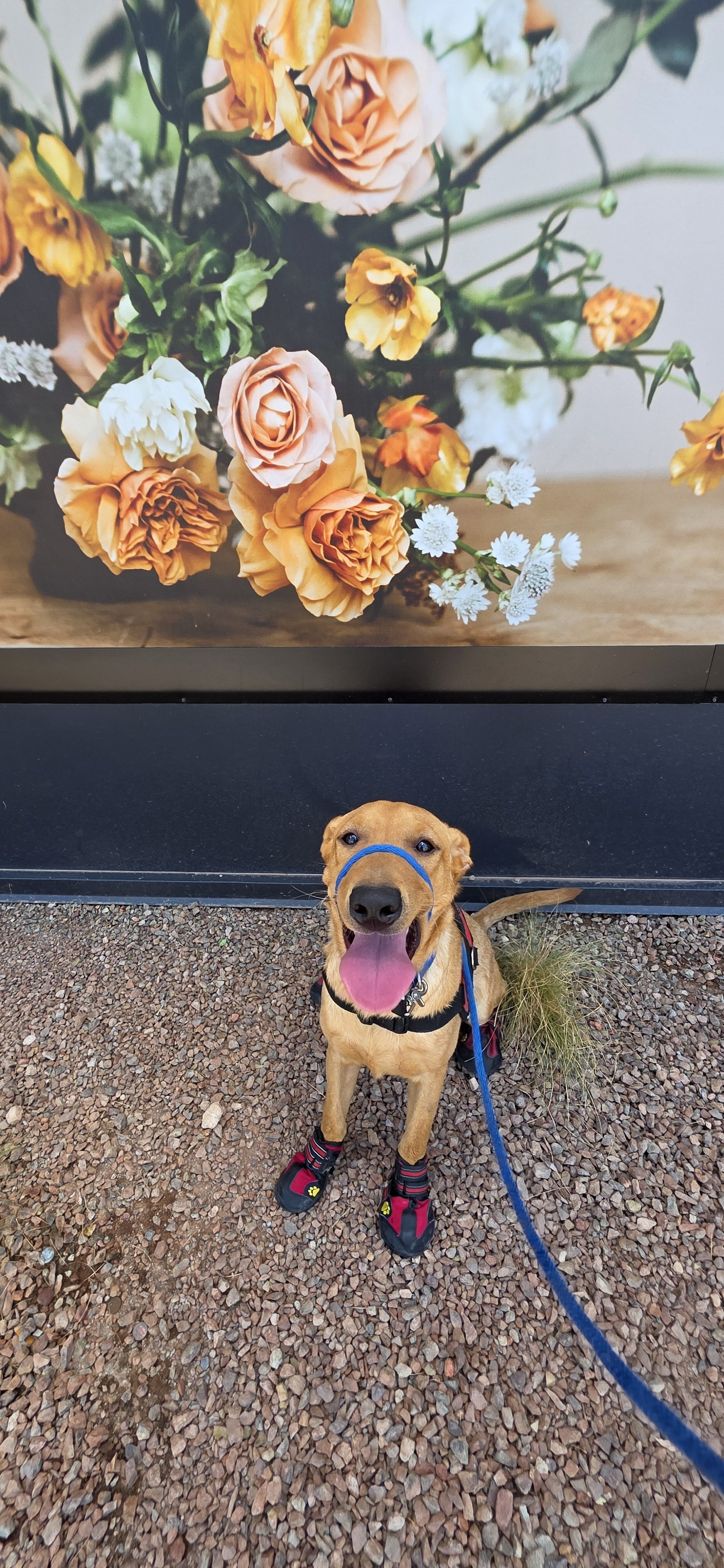 Ranger - M Labrador