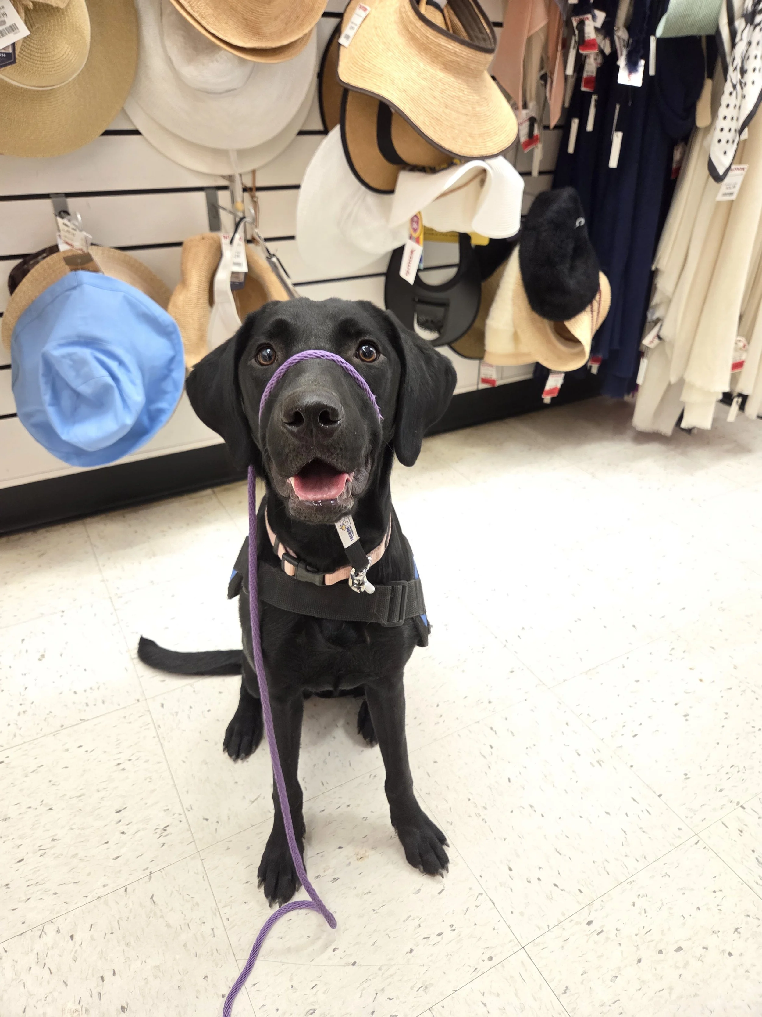 Brook - F Labrador